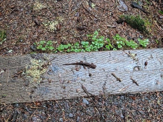 Lizard