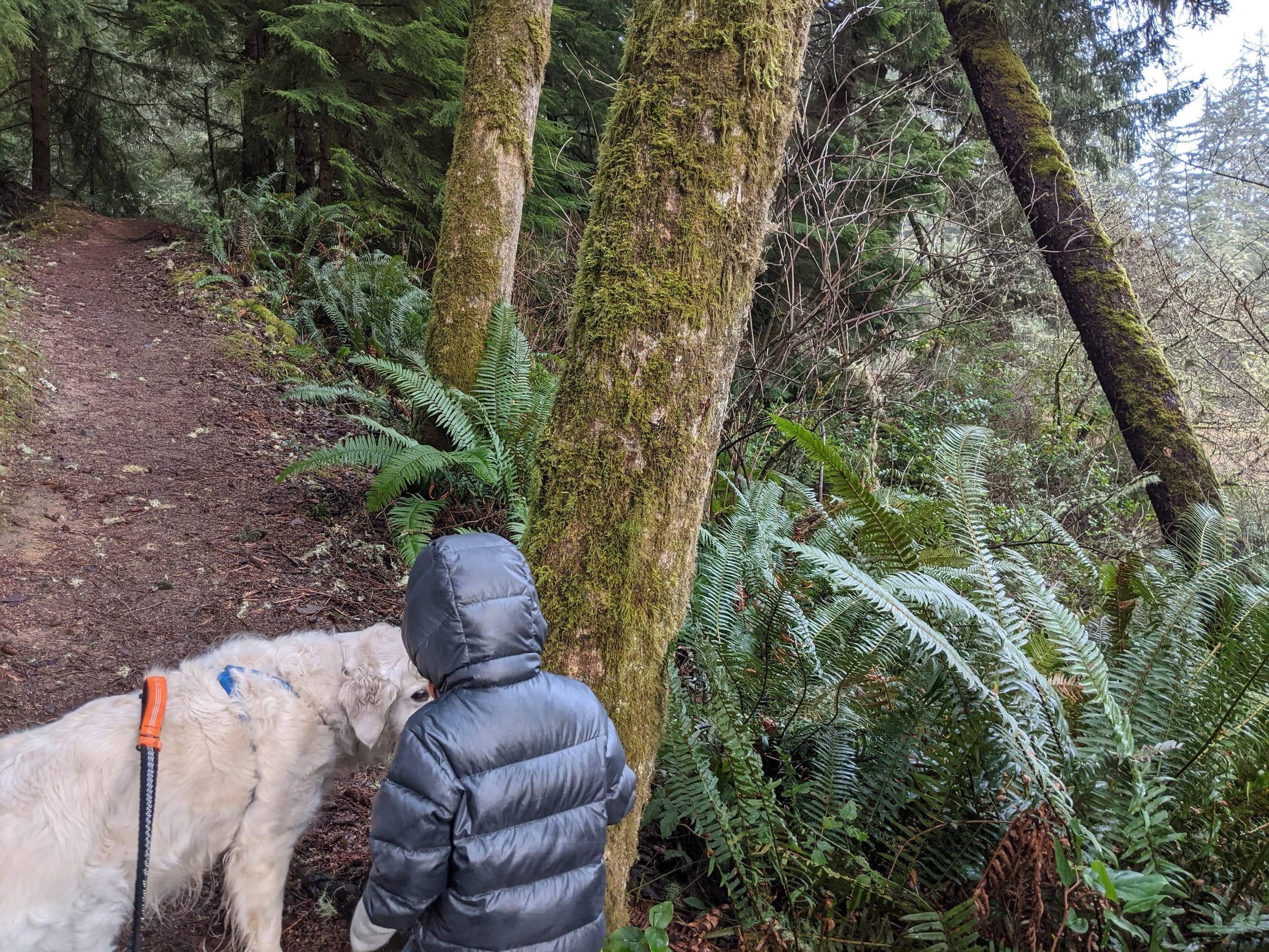 Hiking with the pup