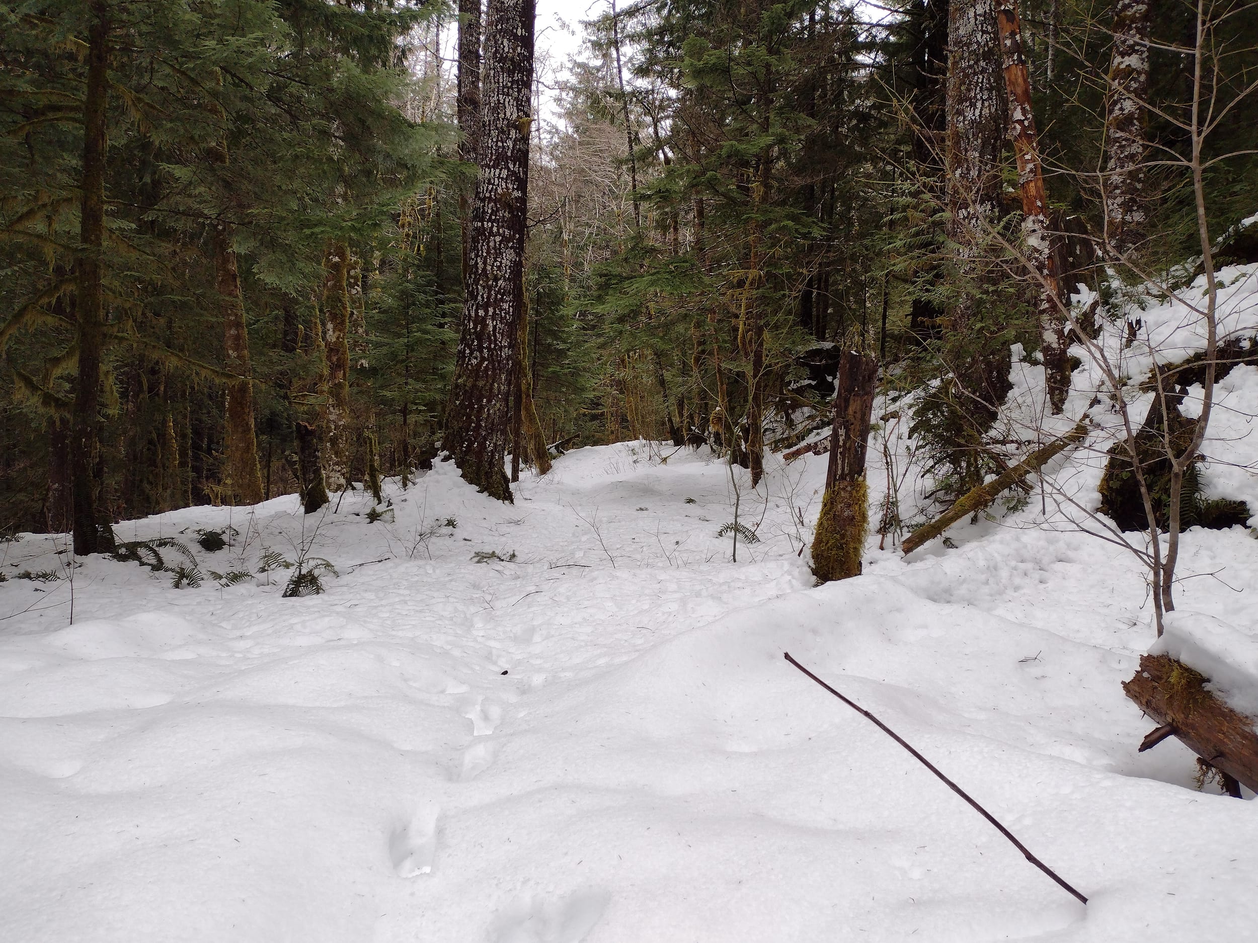 Snow Trail