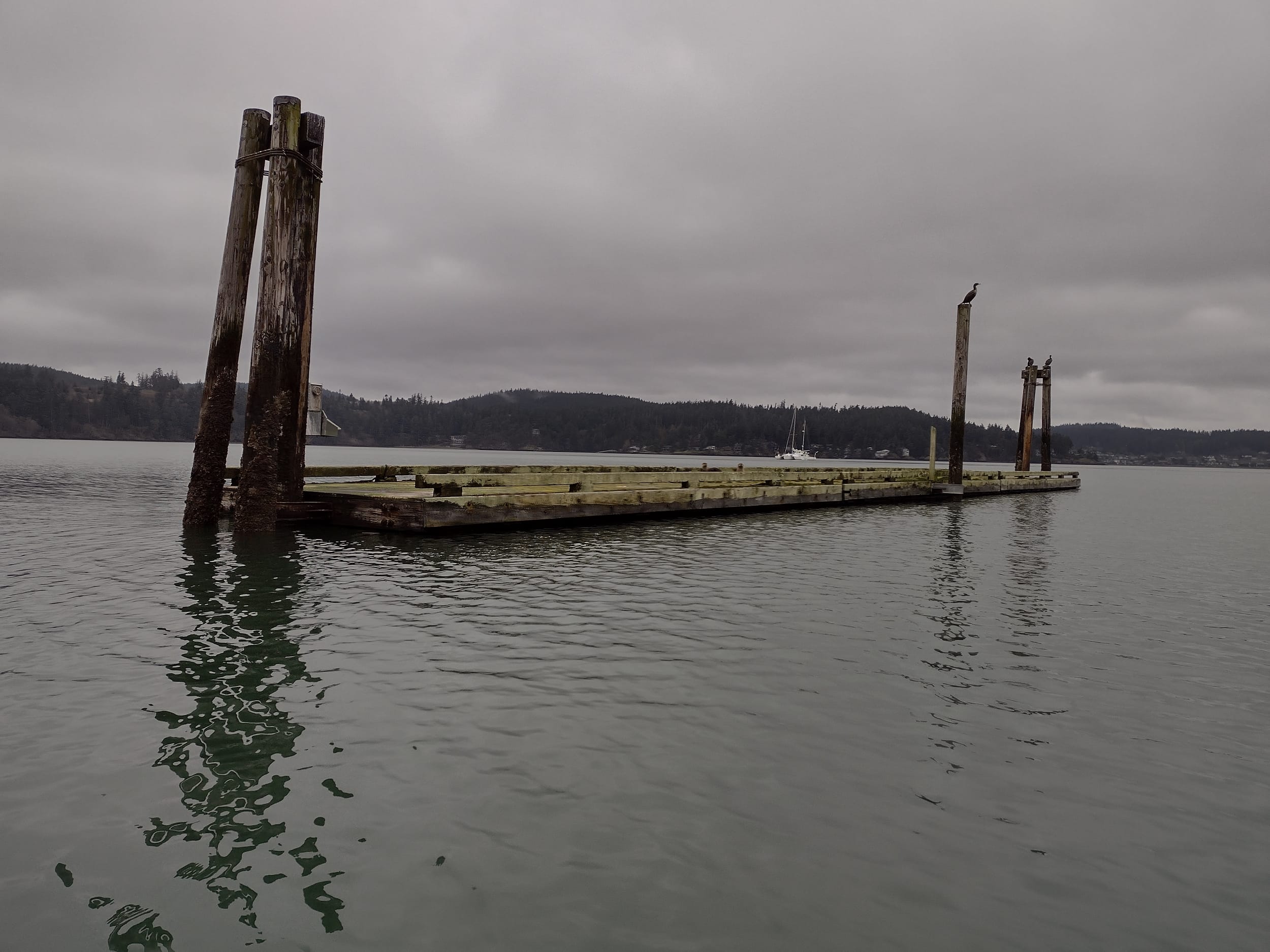 Pier with Otters