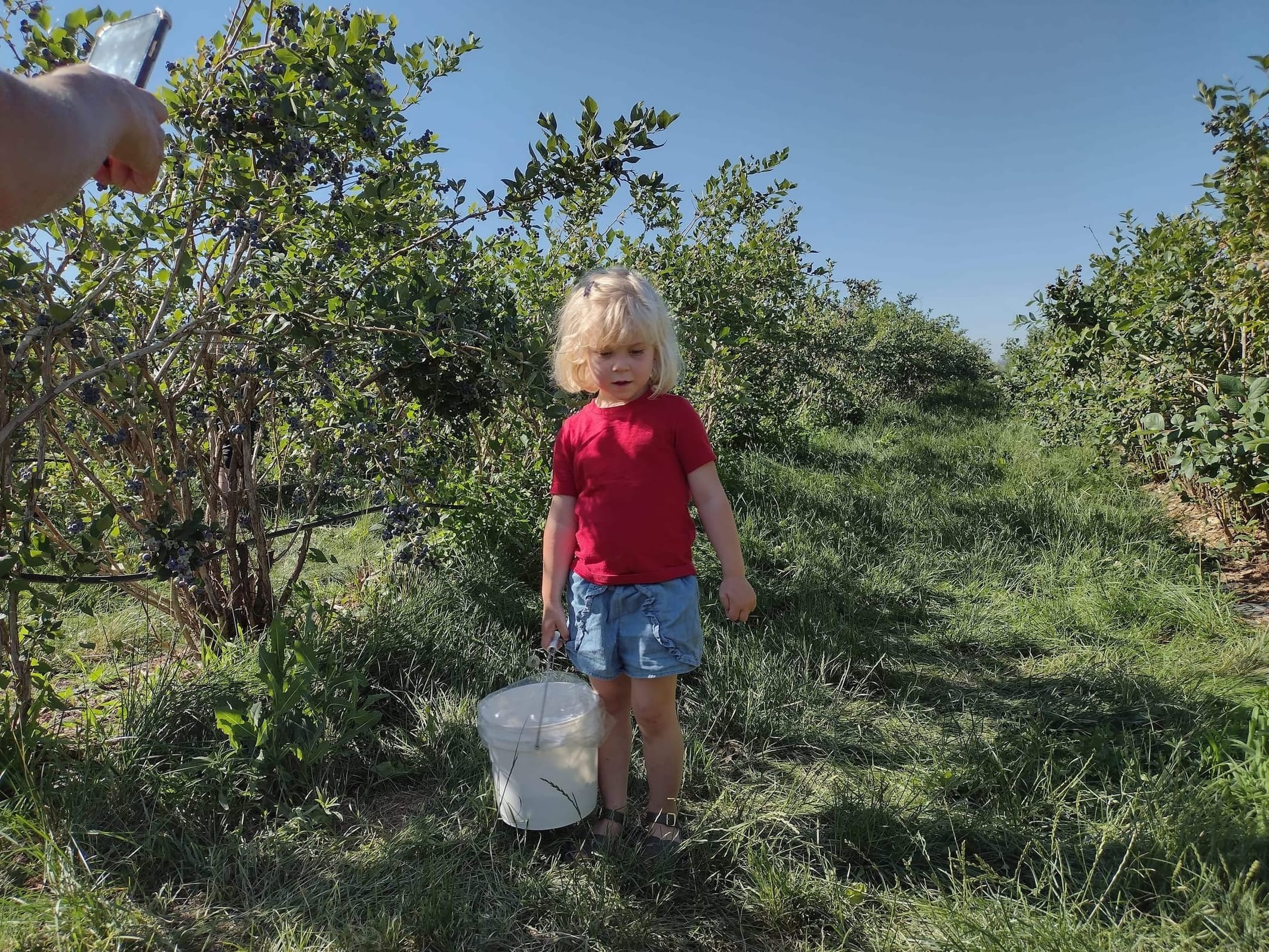 Picking Blueberries