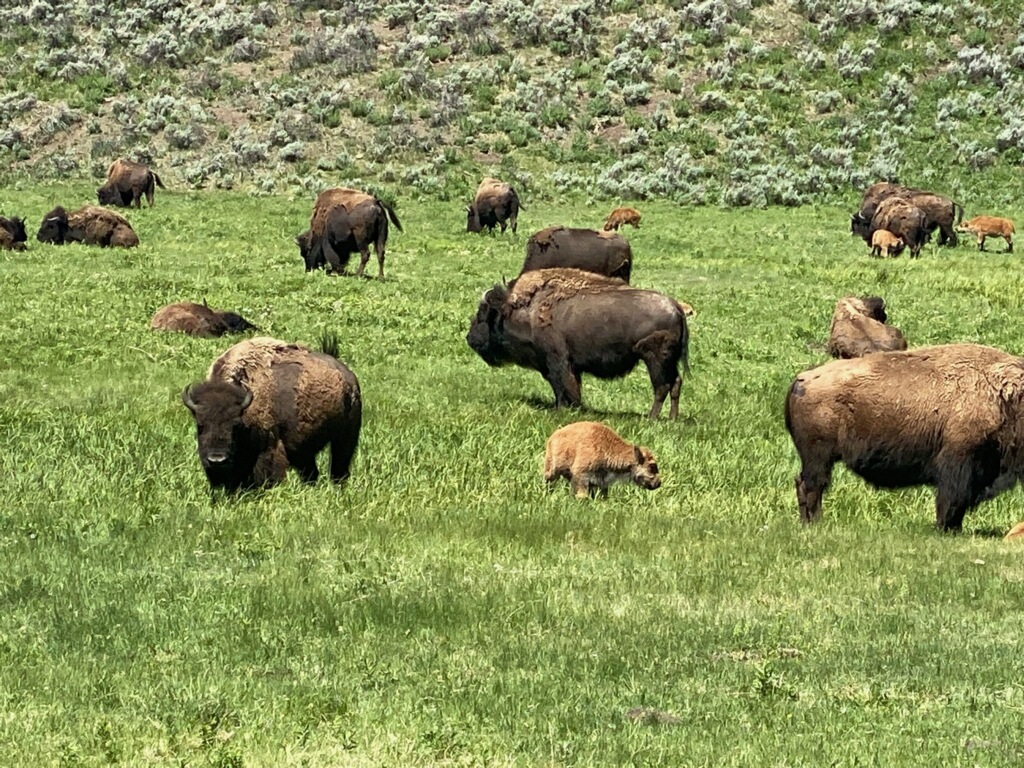 Bison