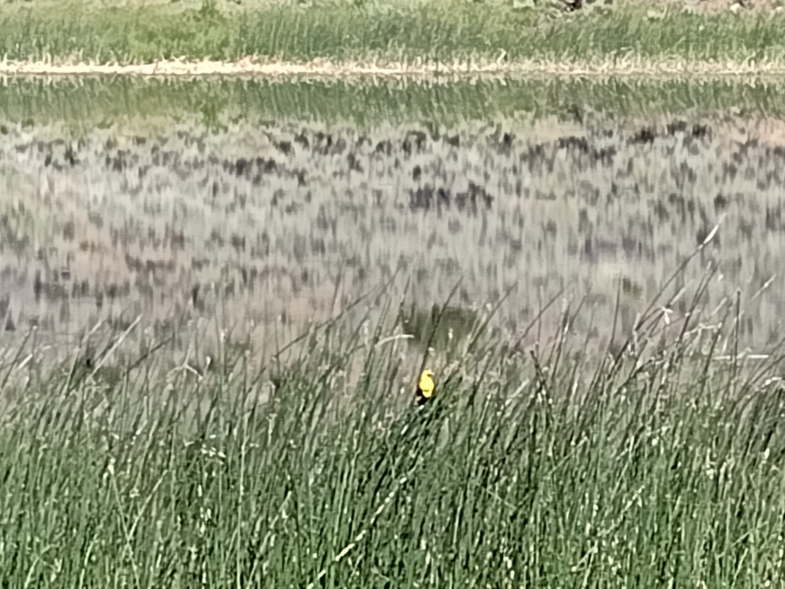 Golden Bird