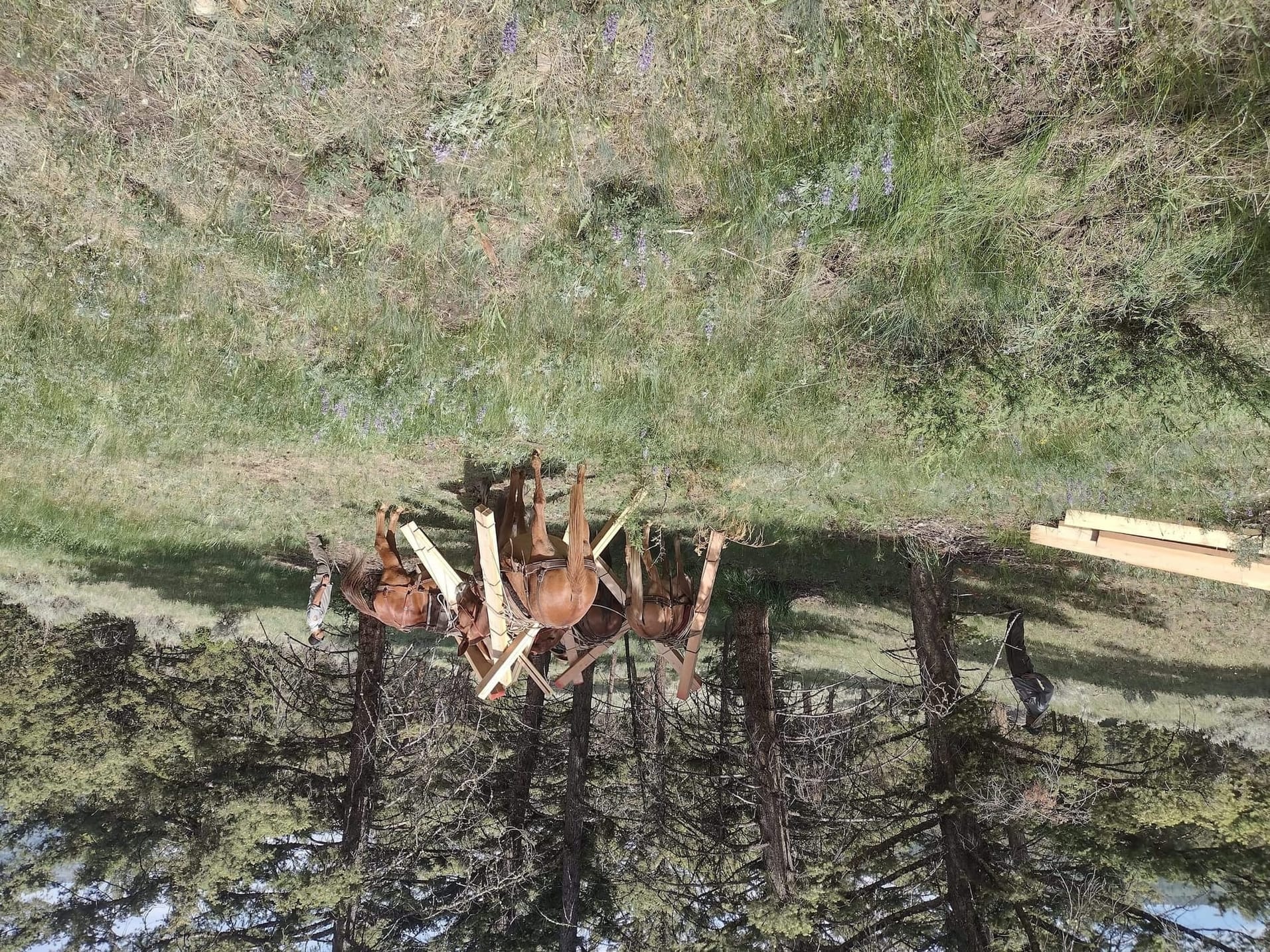 Mules