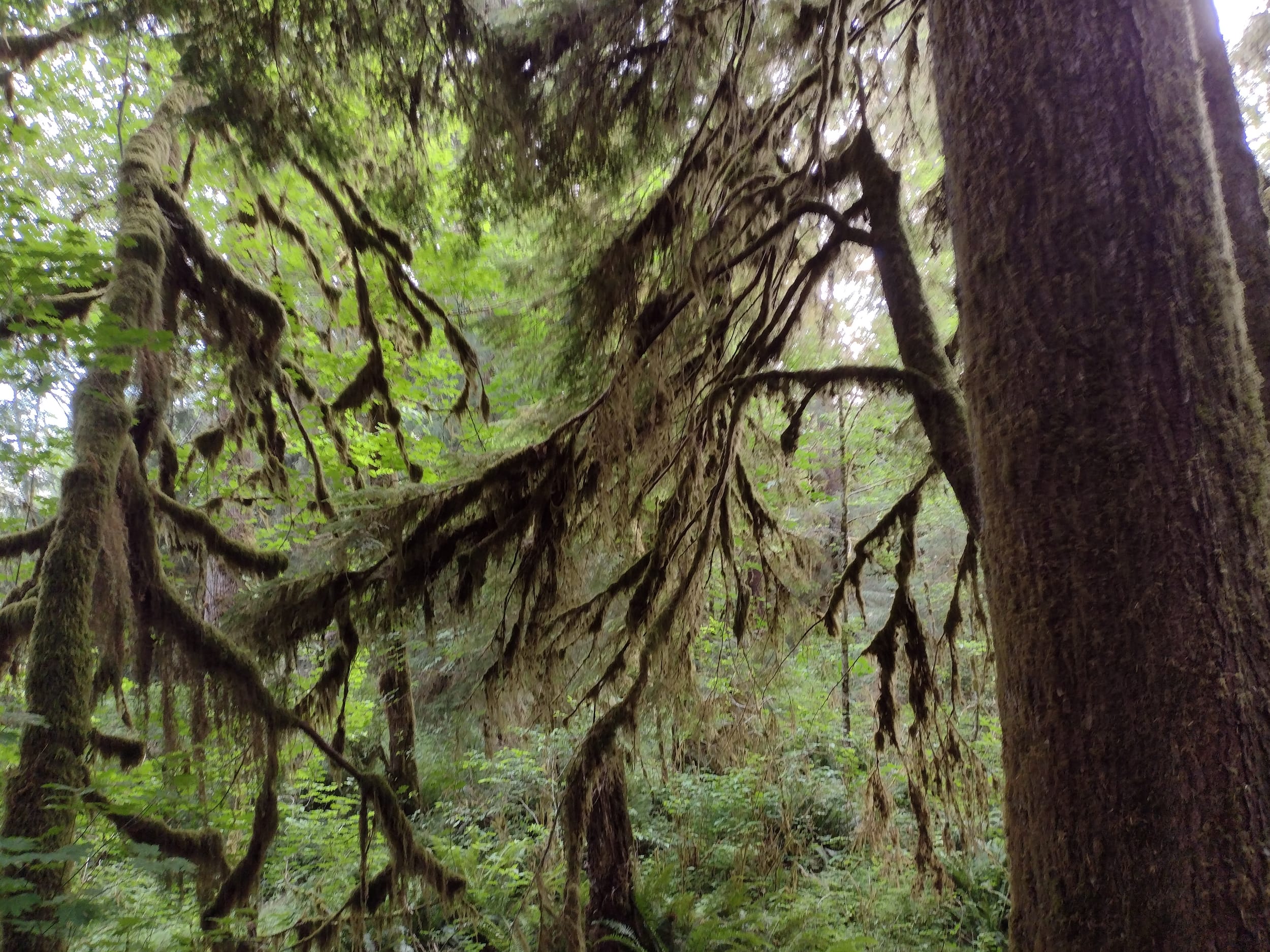 Moss