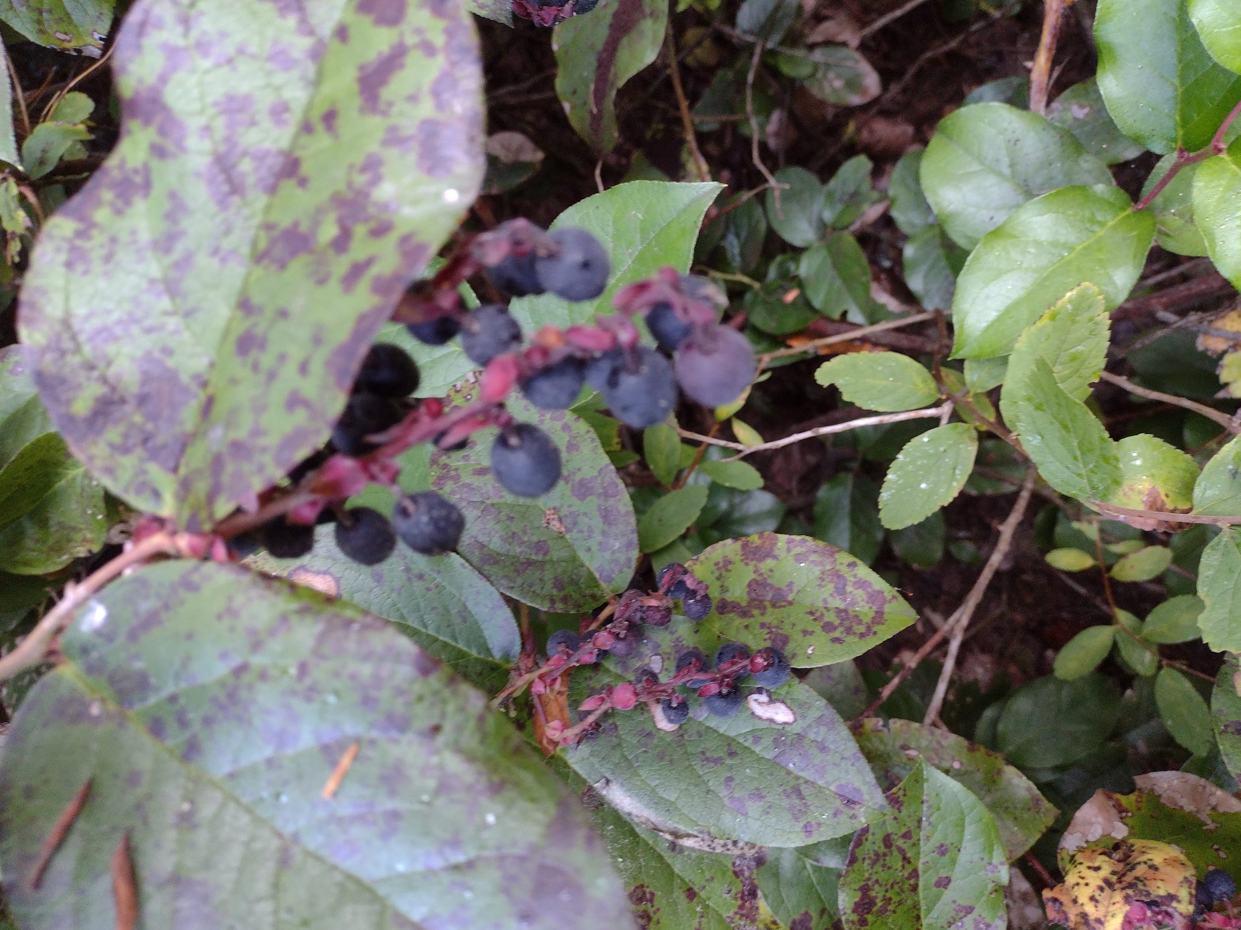 New Berries