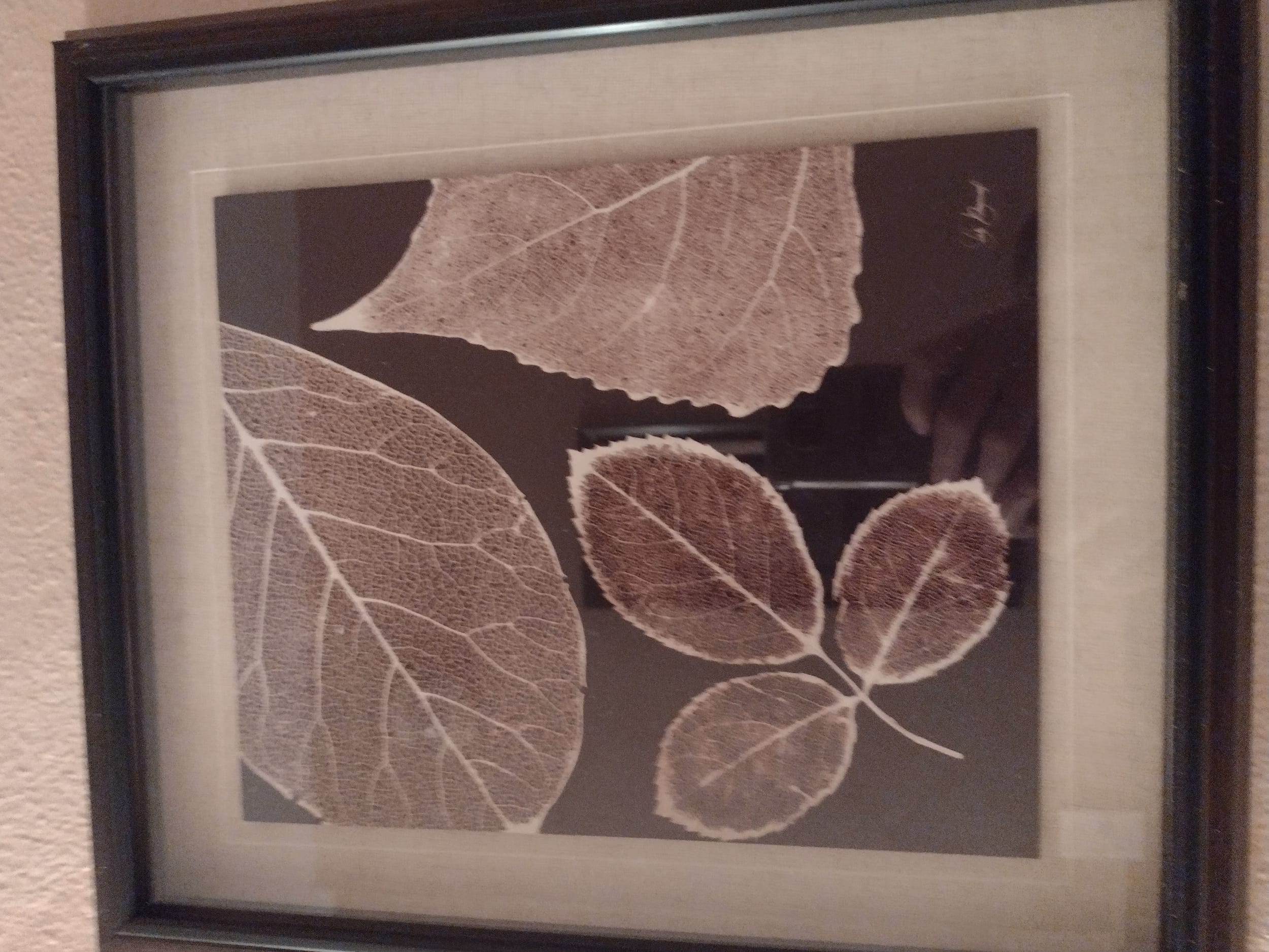 Leaf Rubbings