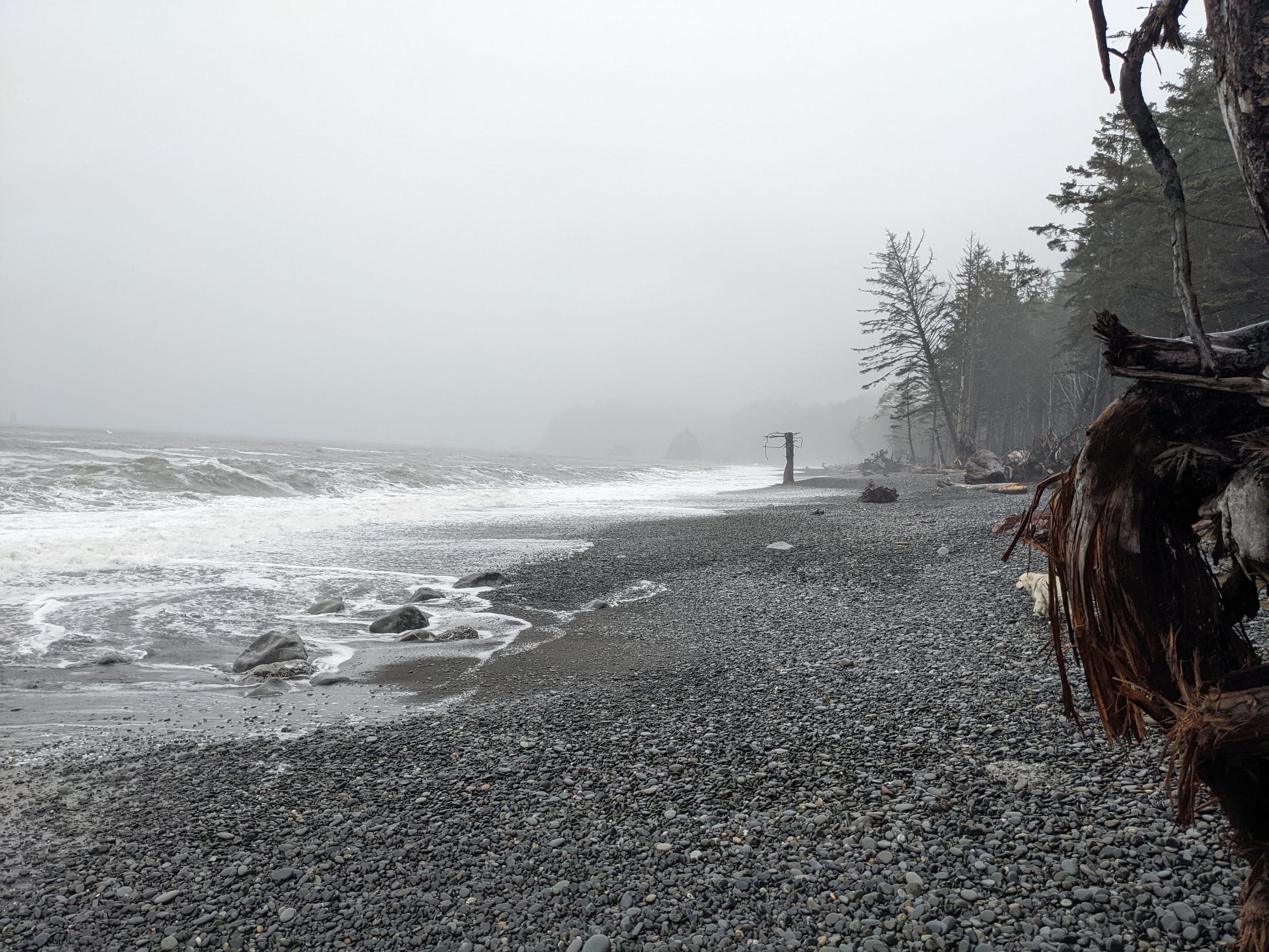 Hurricane Ridge and Rialto beach