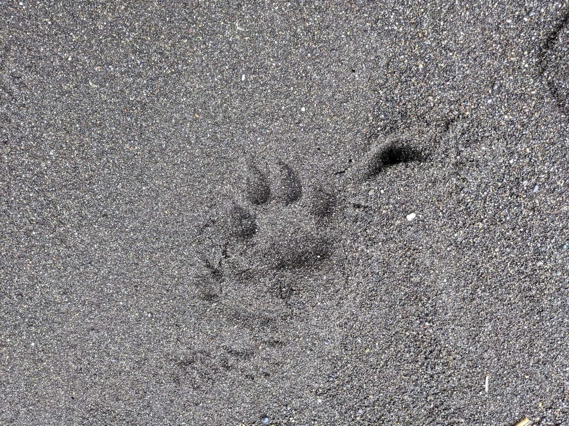 Cougar Maybe