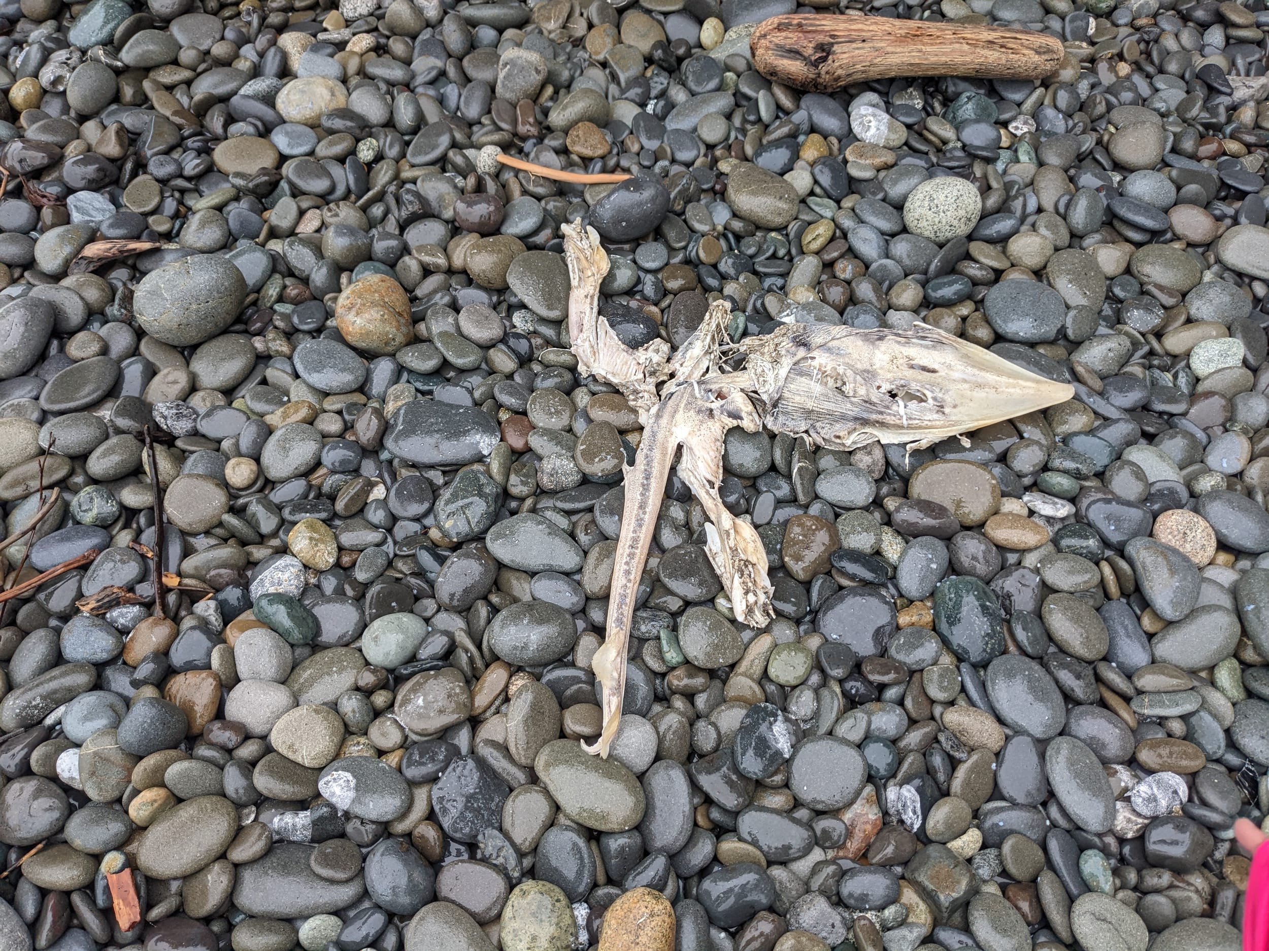 Dead Squid