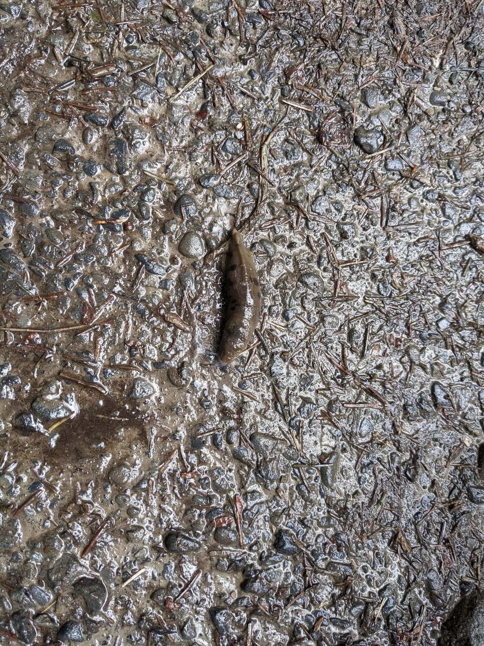 Banana Slug