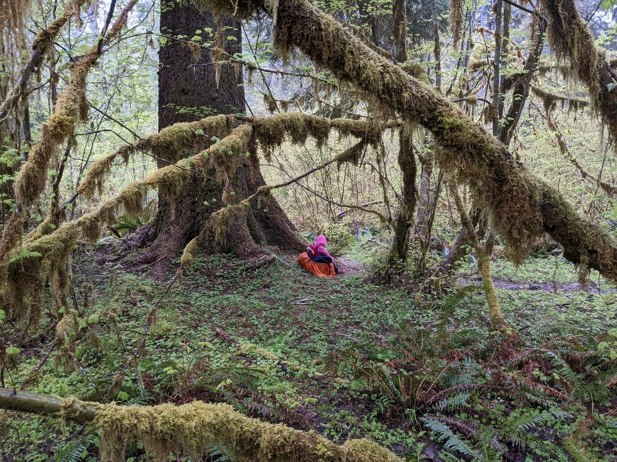 Hoh Rainforest backpacking trip