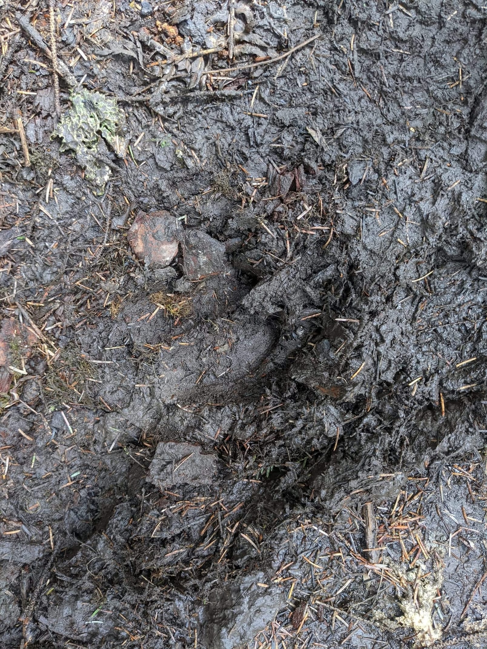 Elk Track