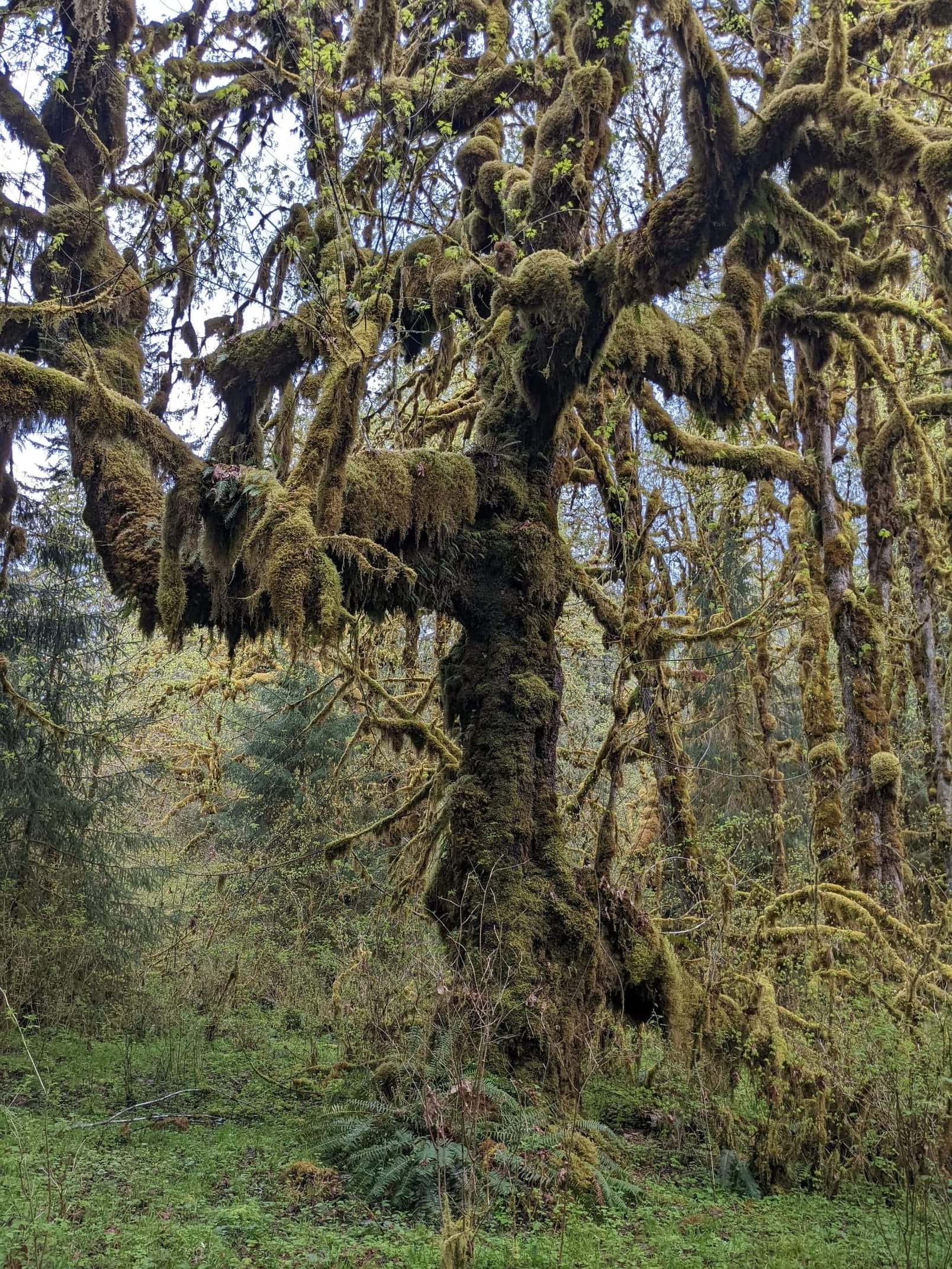 Fairytale Moss