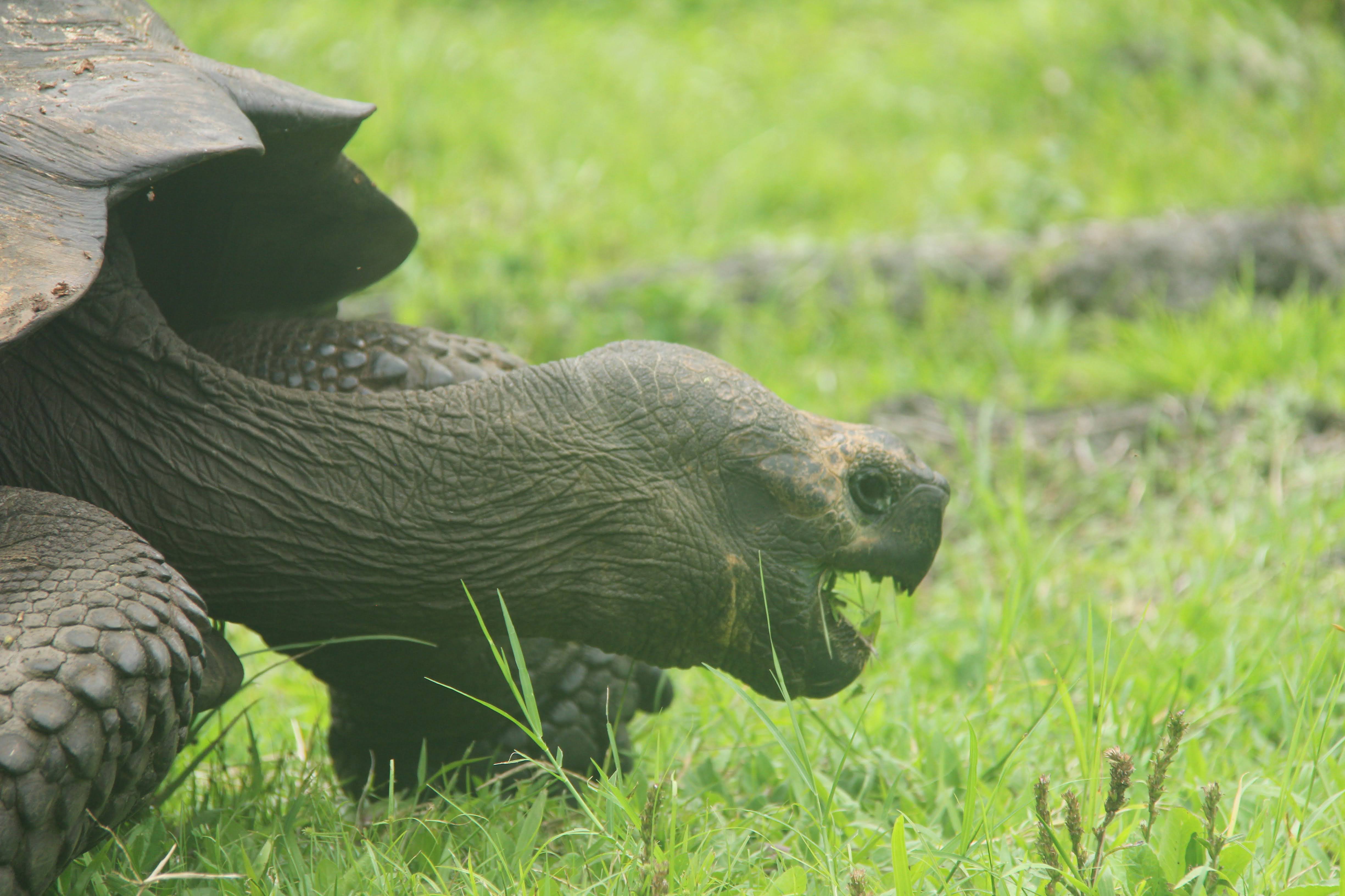 Galapagos - Tortoise Day!