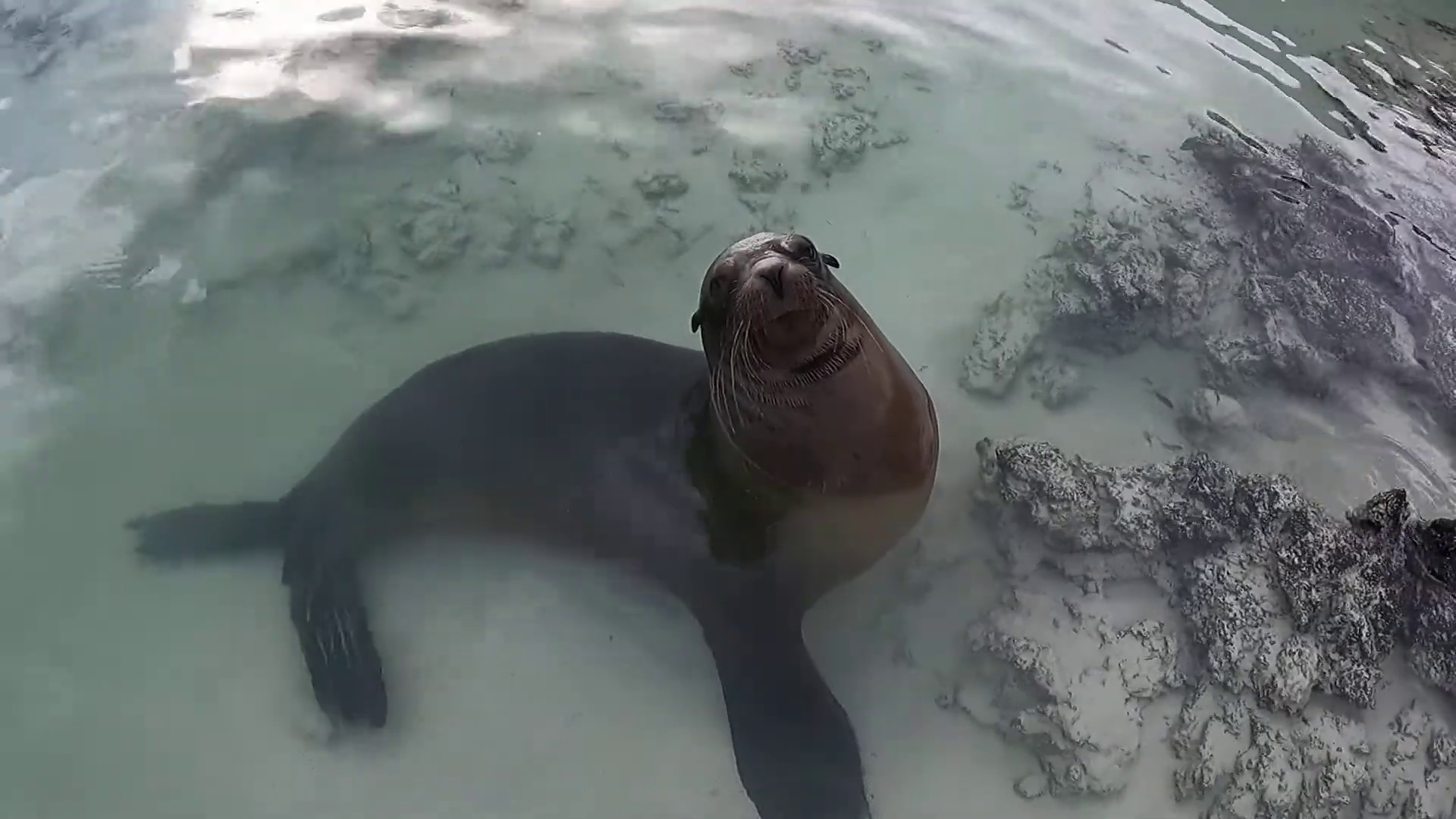 Galapagos - Sea Lions and farewell...