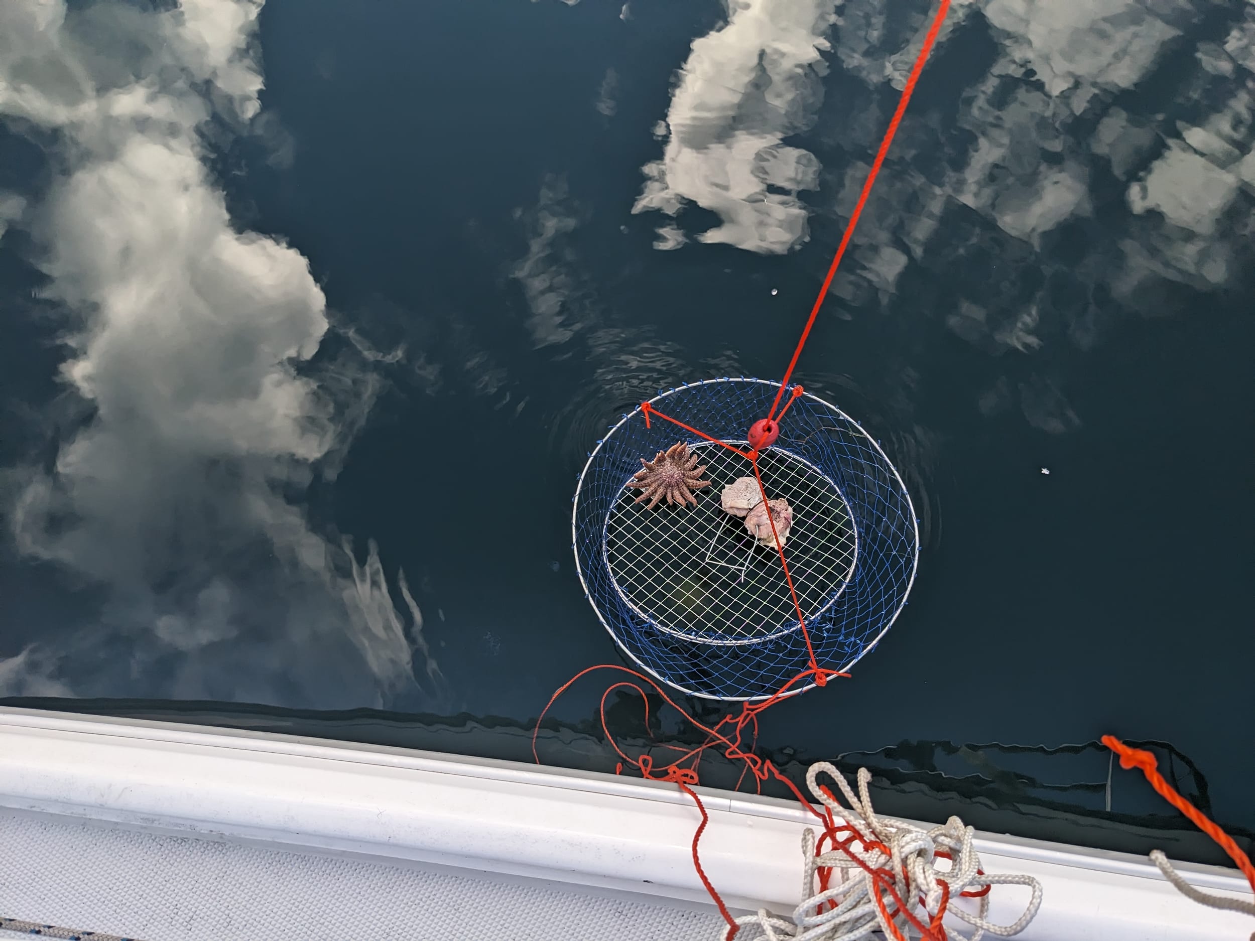 starfish