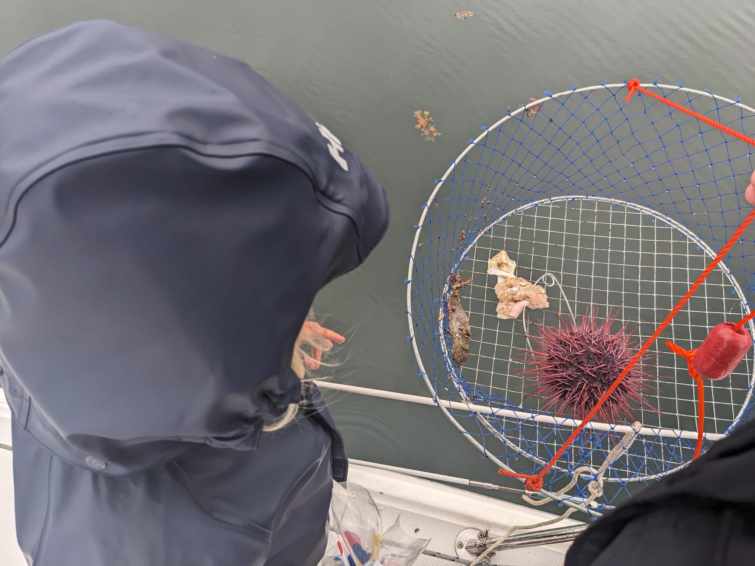 urchin