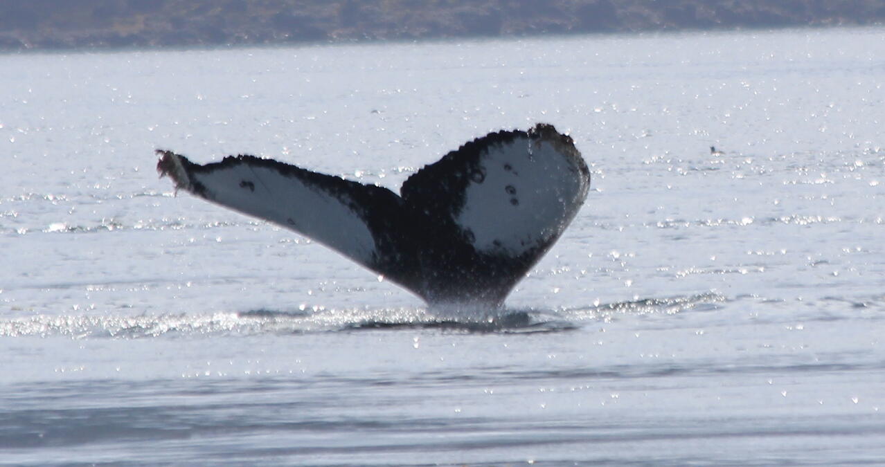 Exploring the Clarence Strait