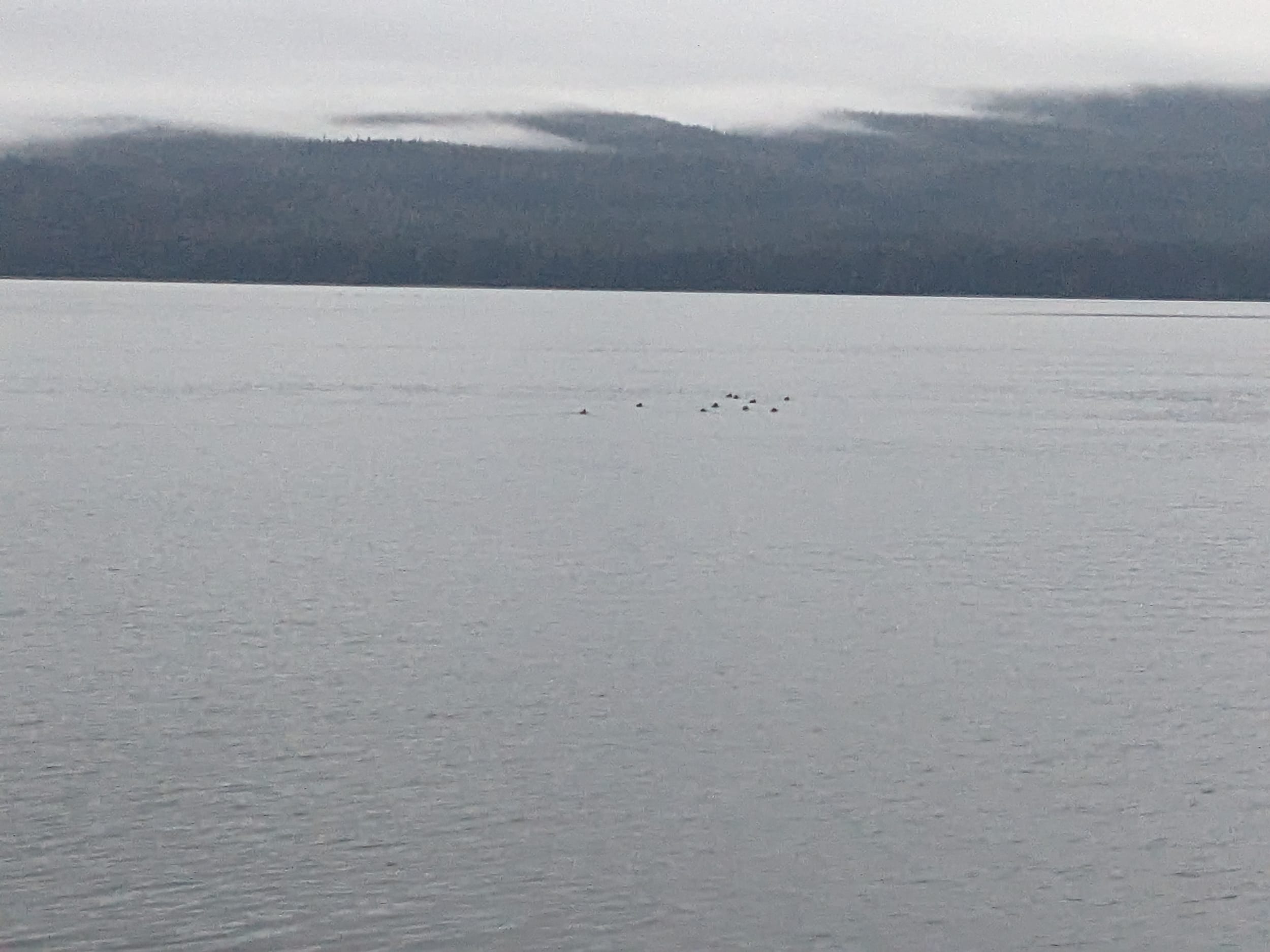 otters