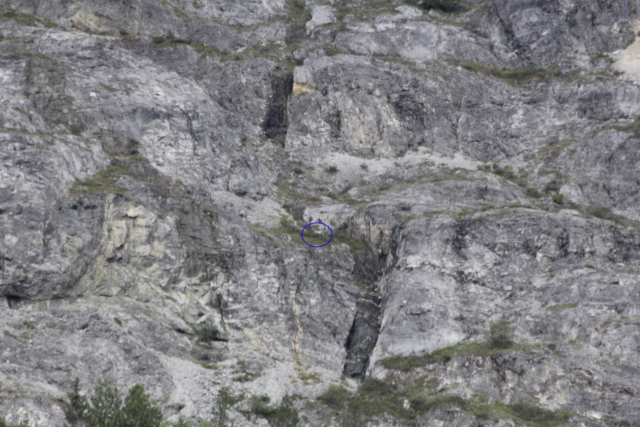 mtn-goat