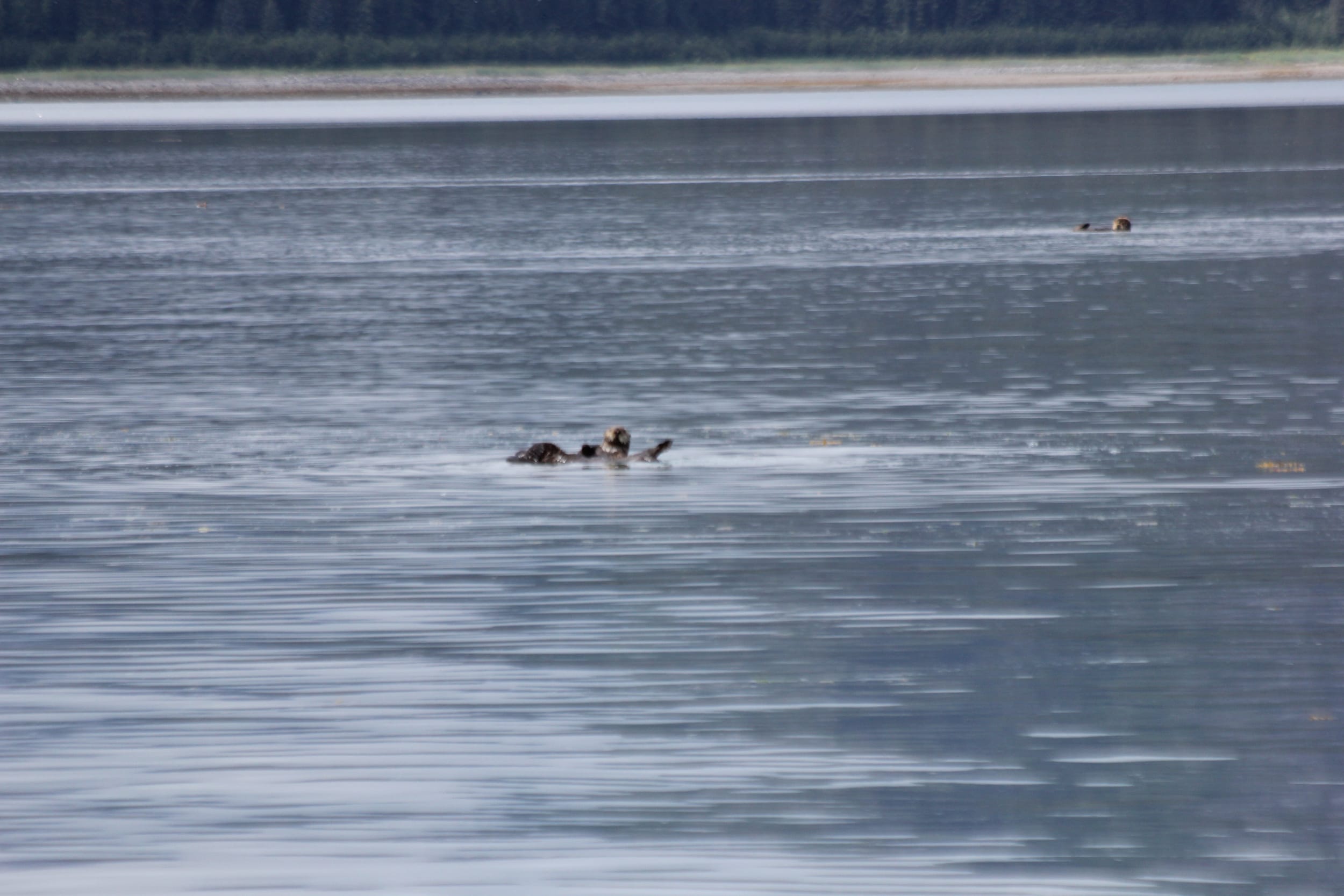 otter