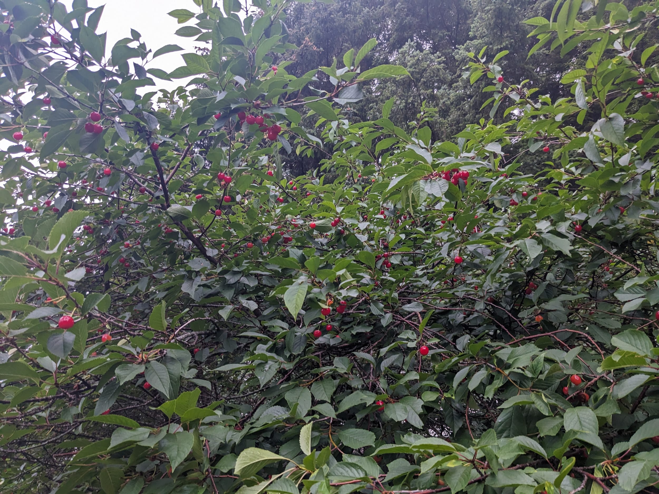 cherries