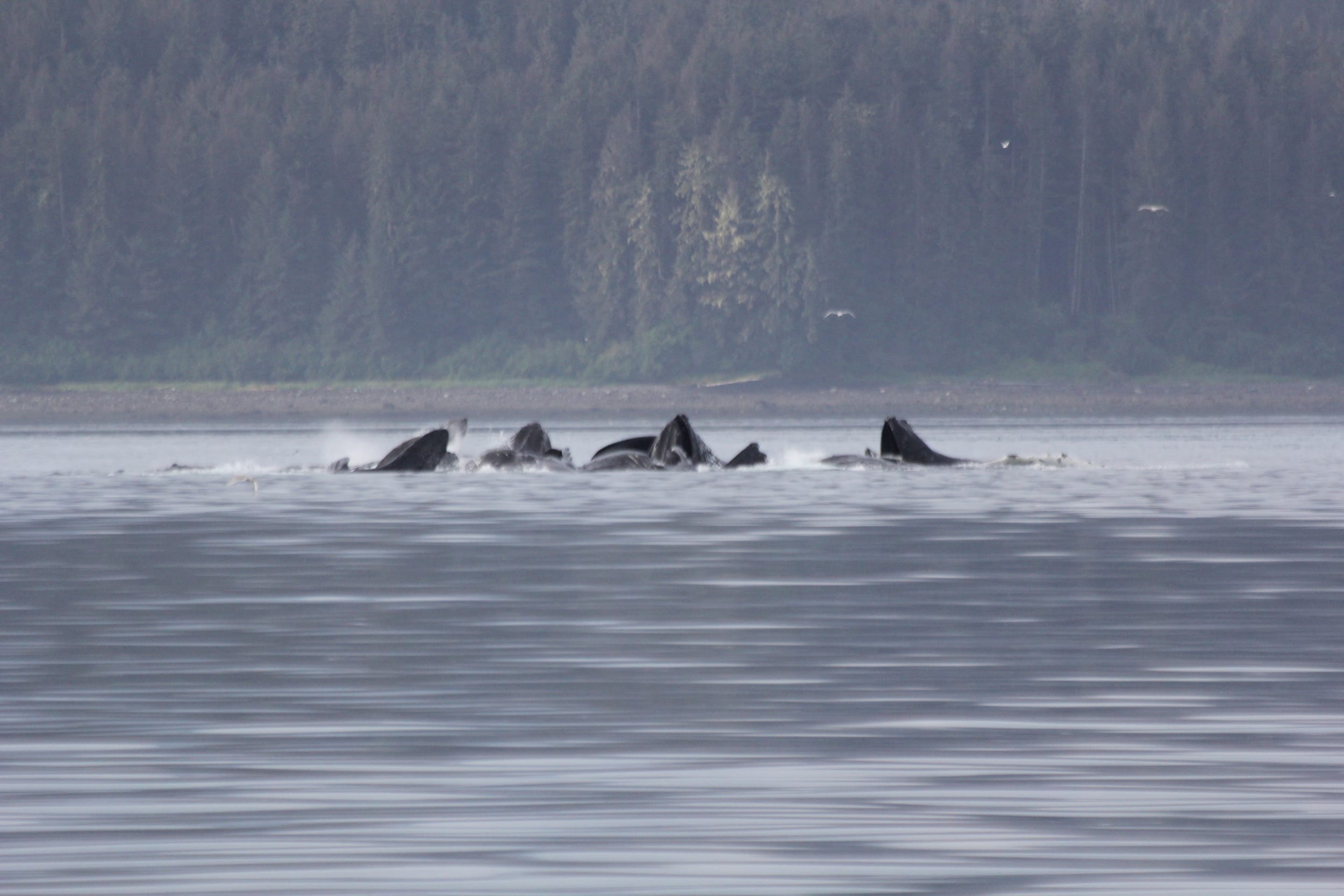 Journey (back) to Juneau