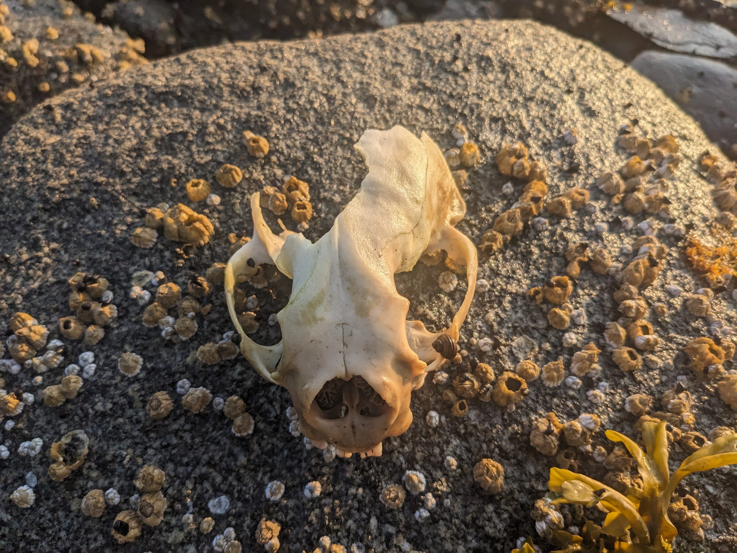 skull