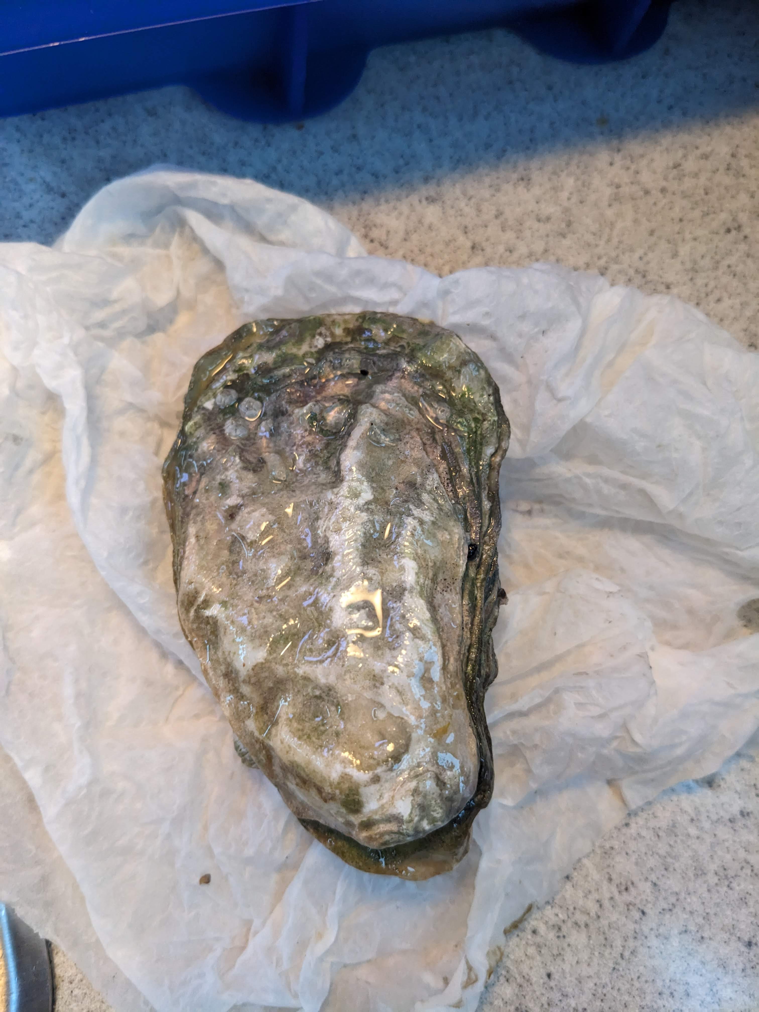 oyster