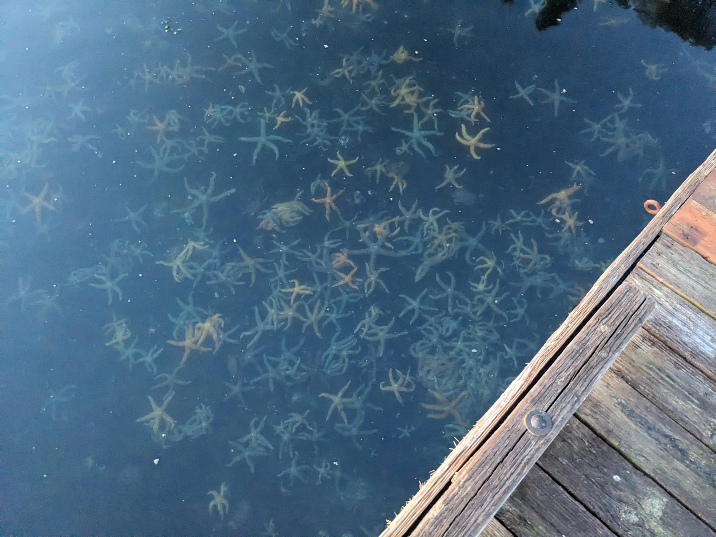 stars