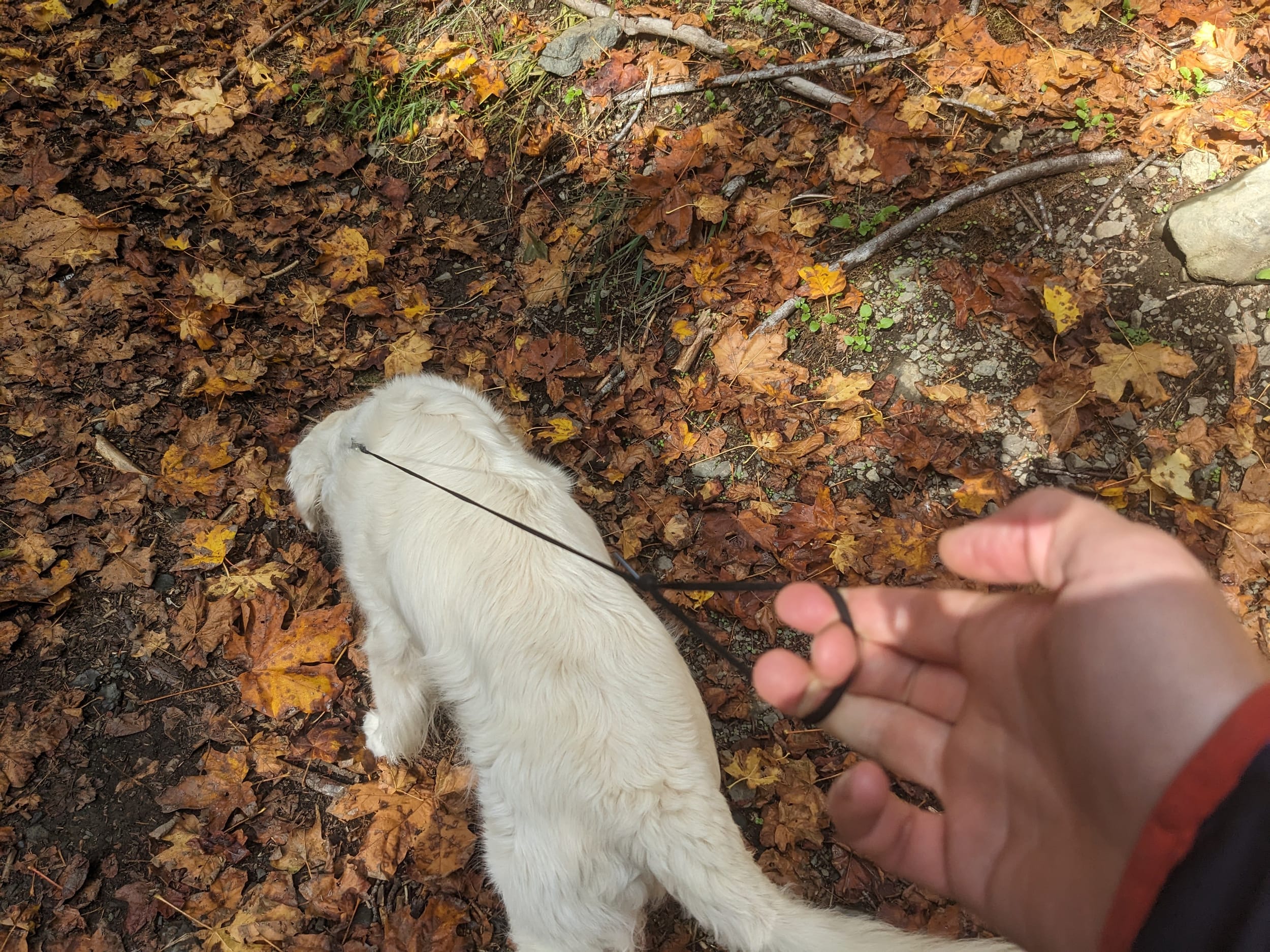 Leash