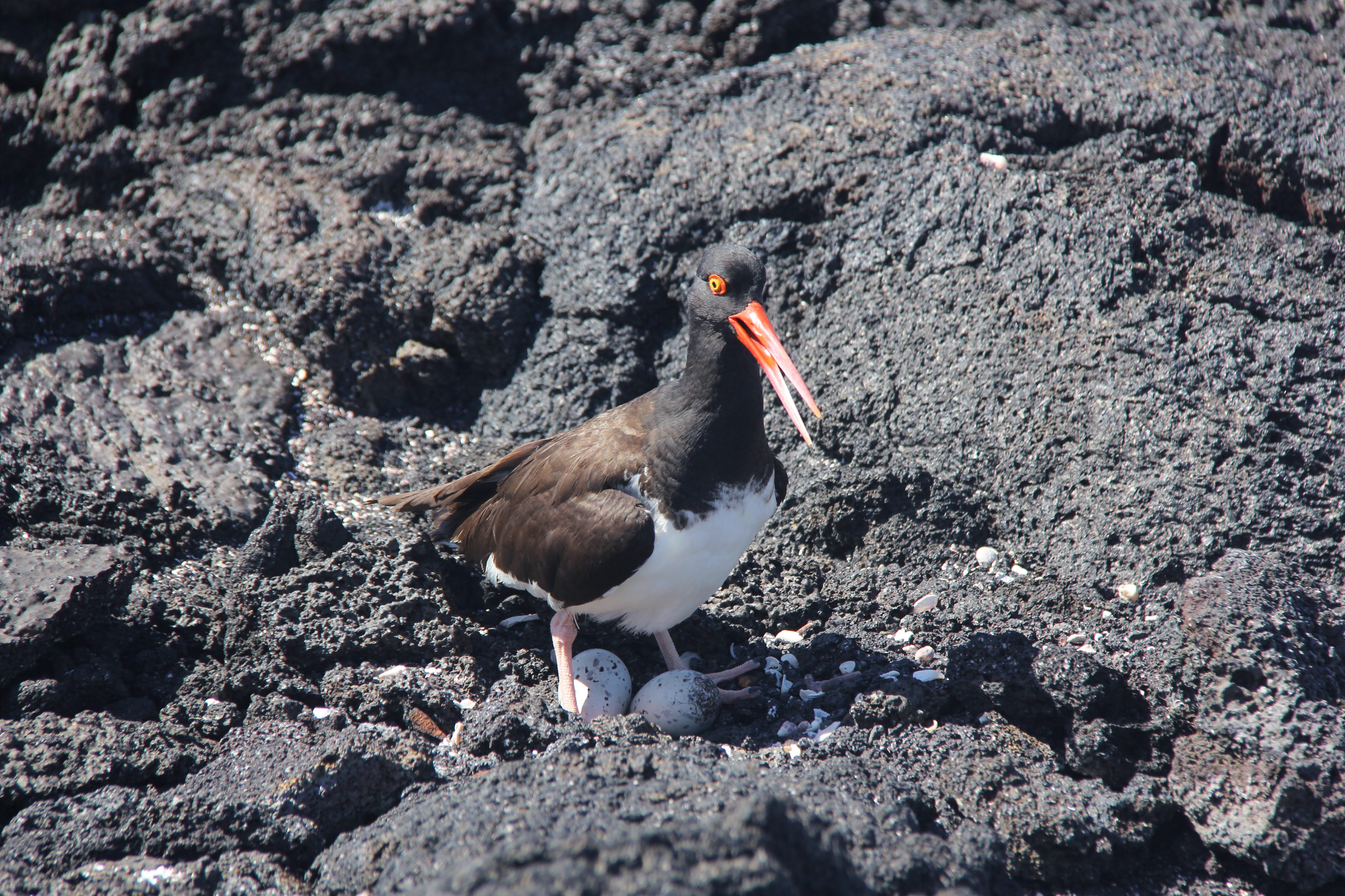 Oyster Catcher