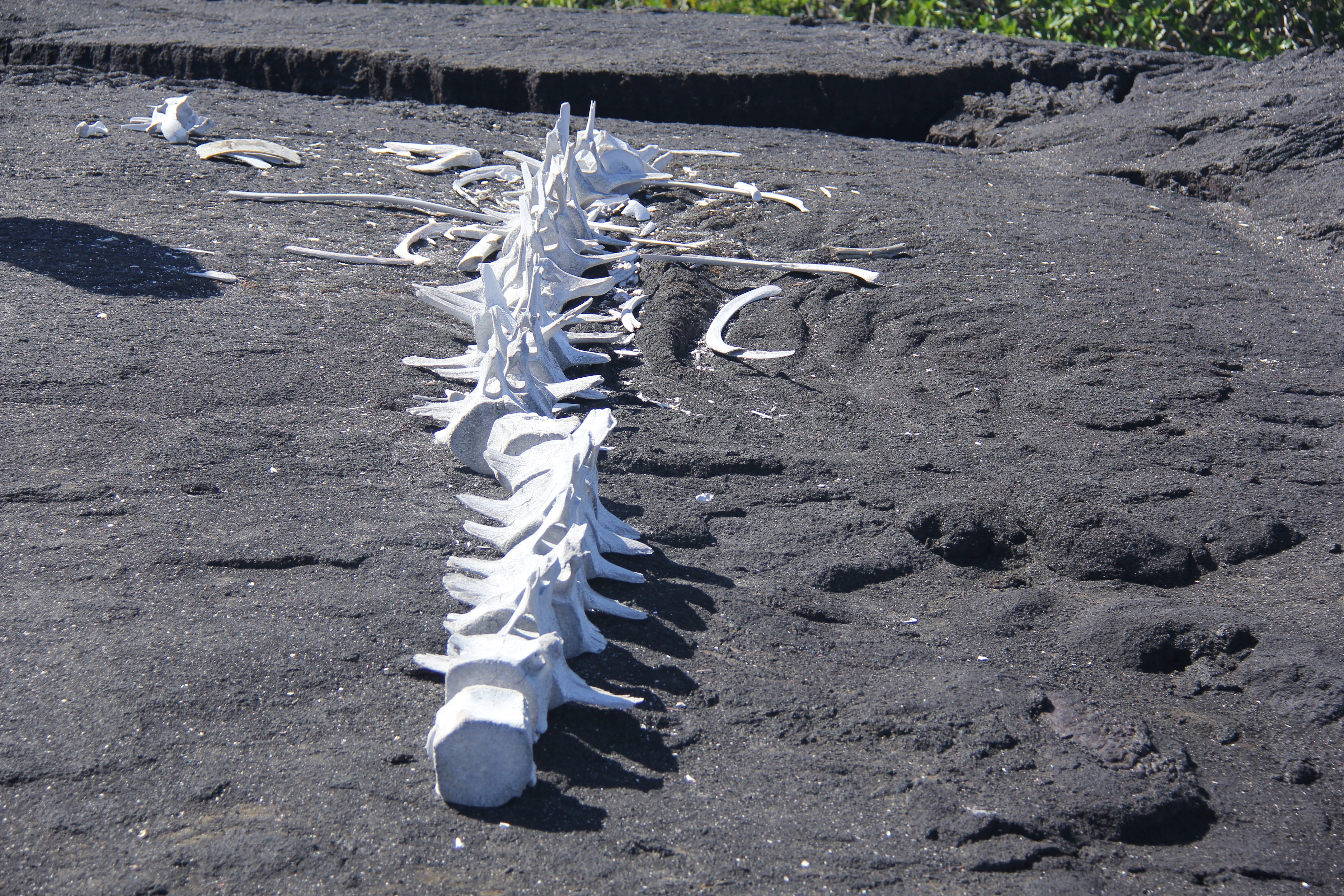 Whale Bones