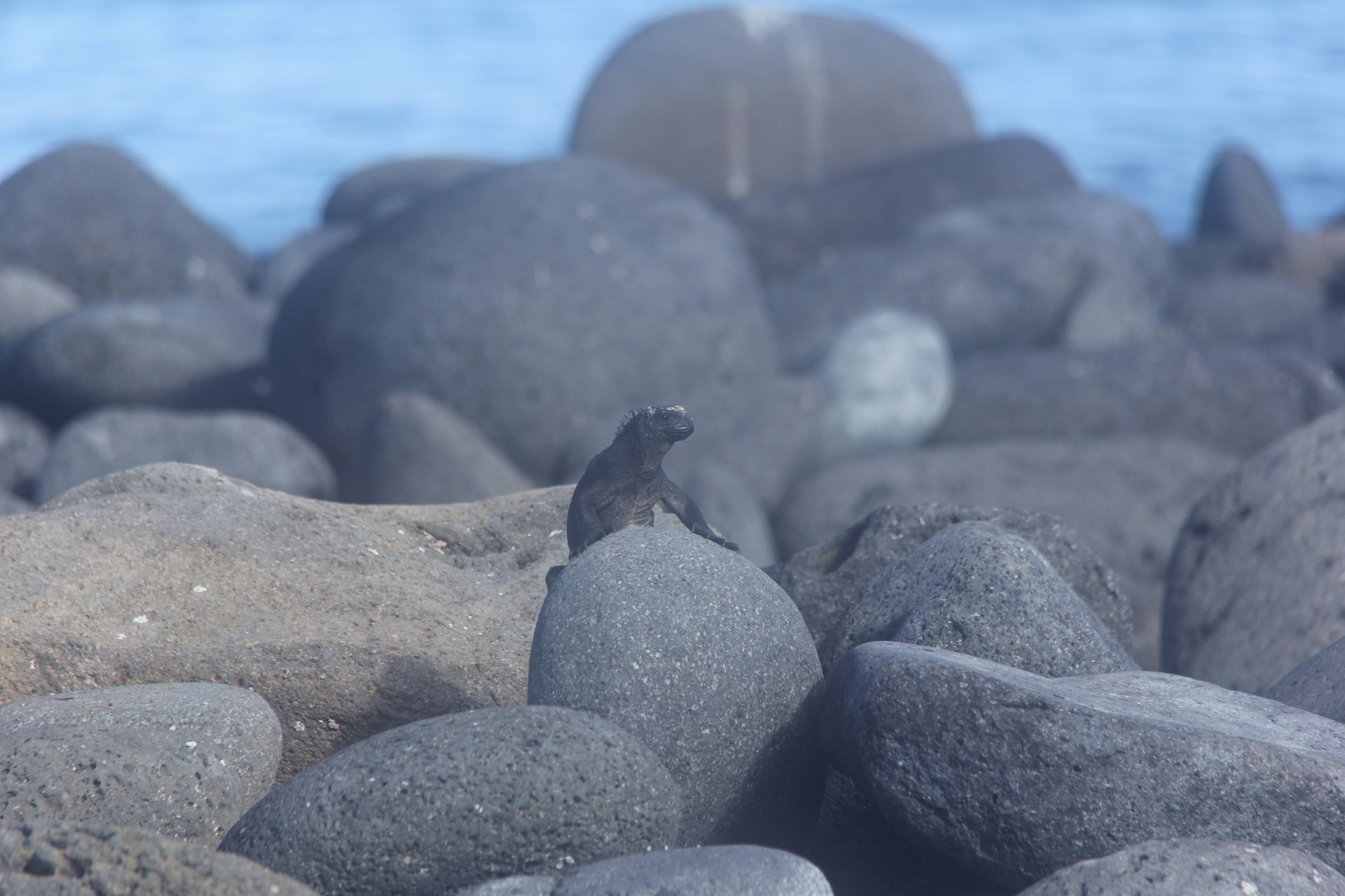 marine_iguana