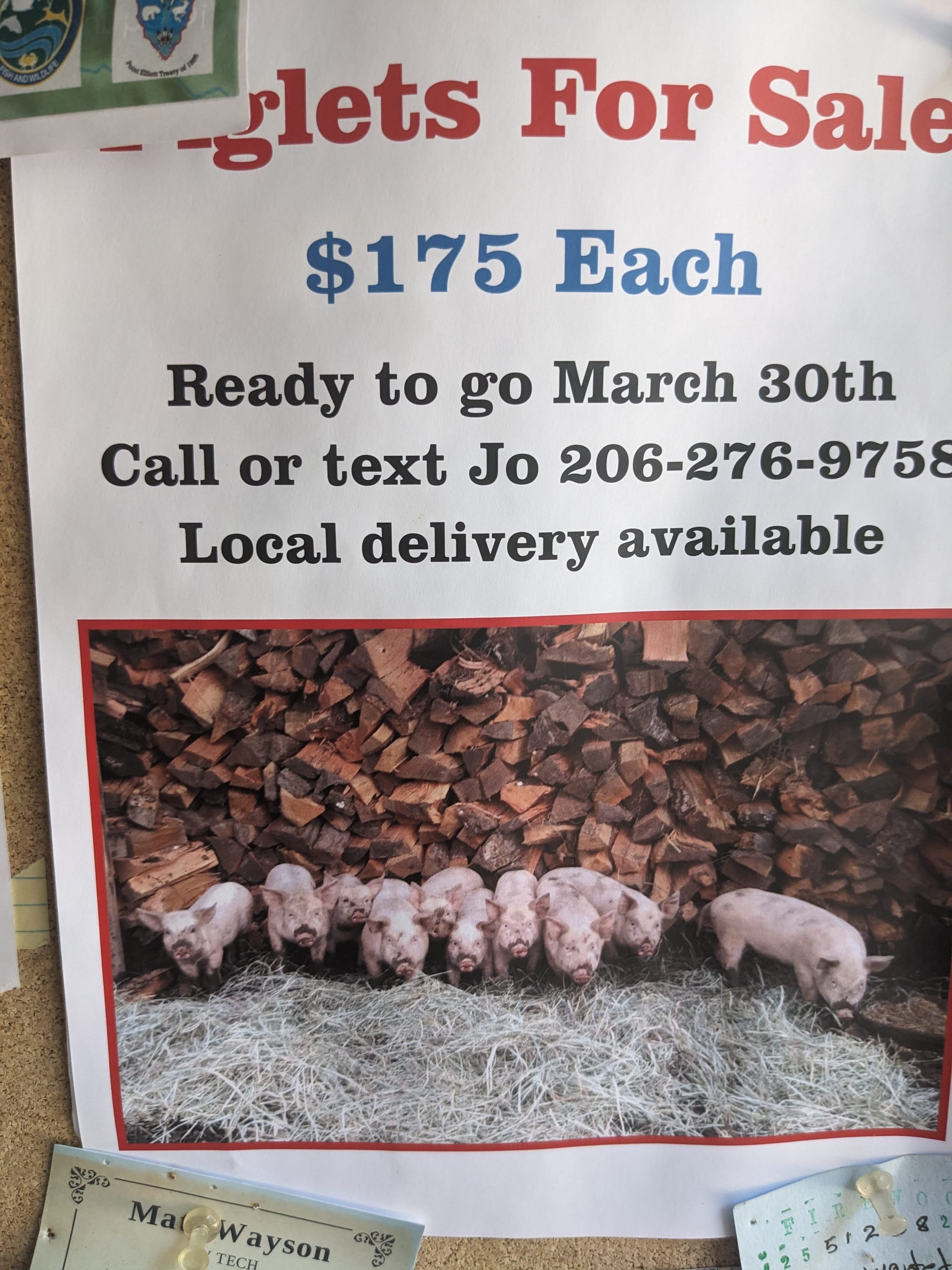 Piglets