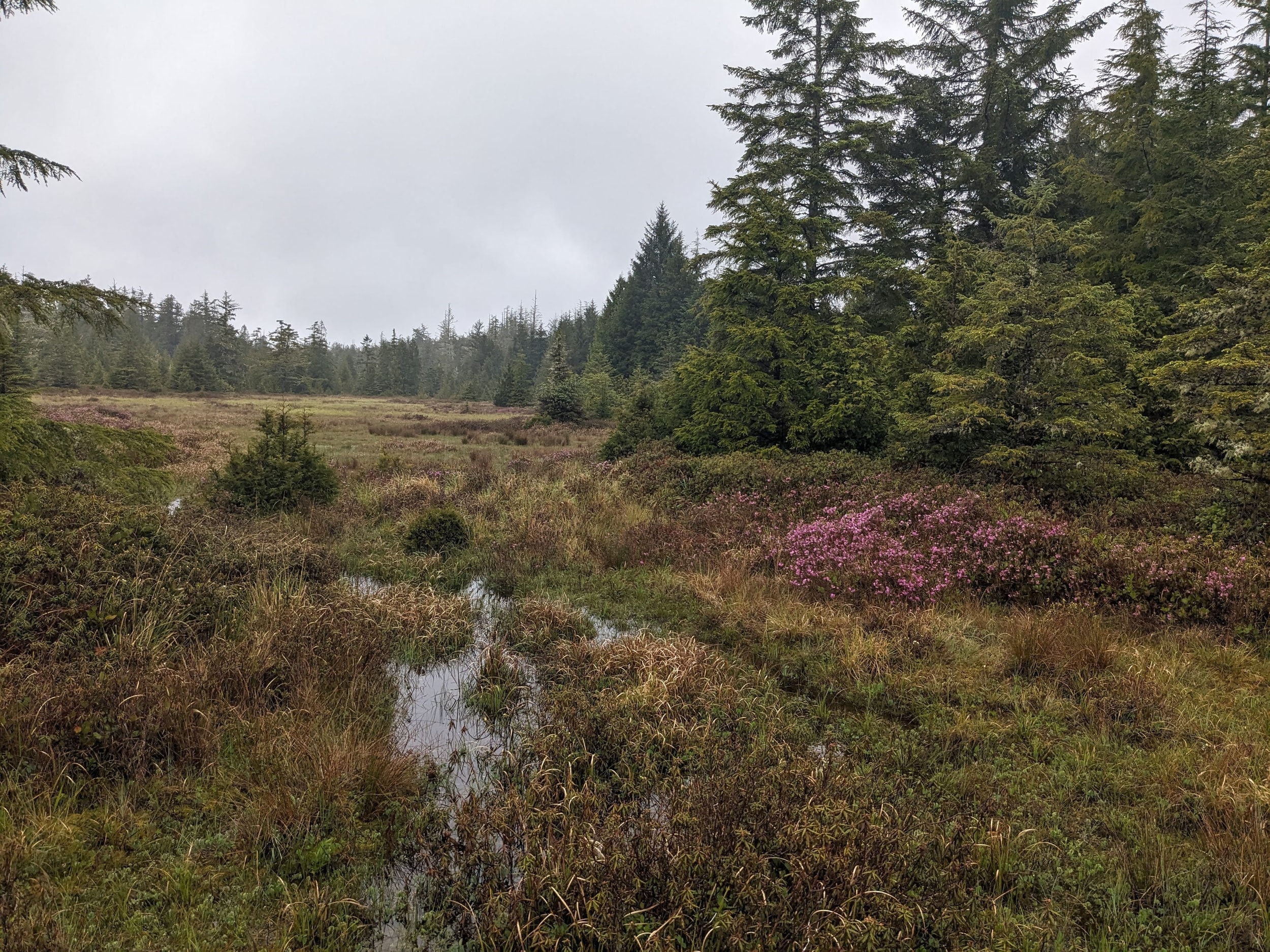 Meadow