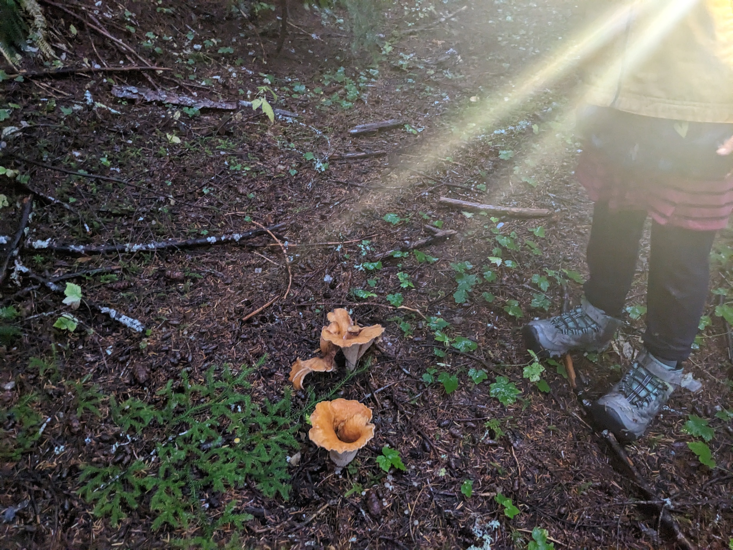 Mushrooms