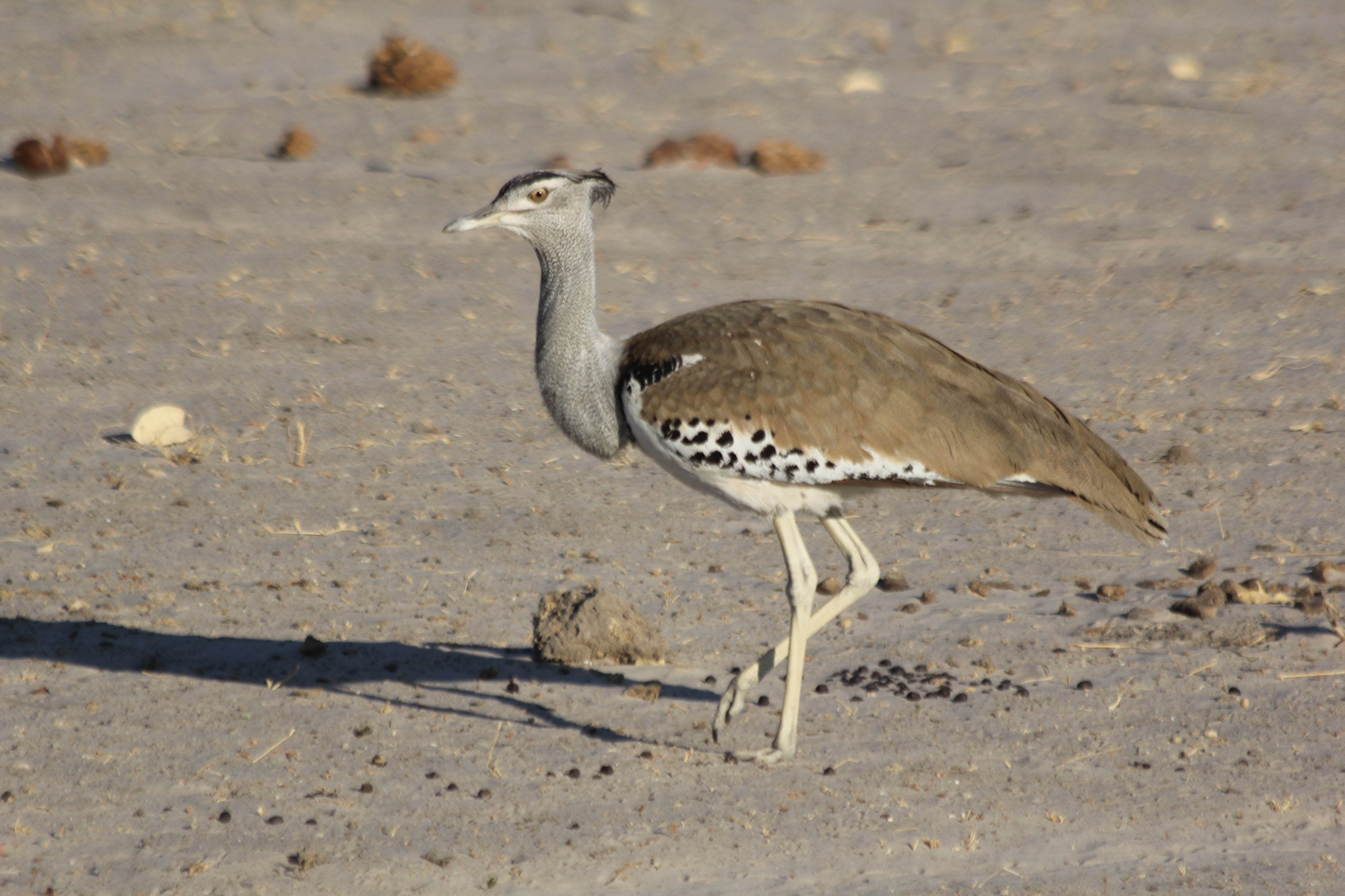 Korre Bustard