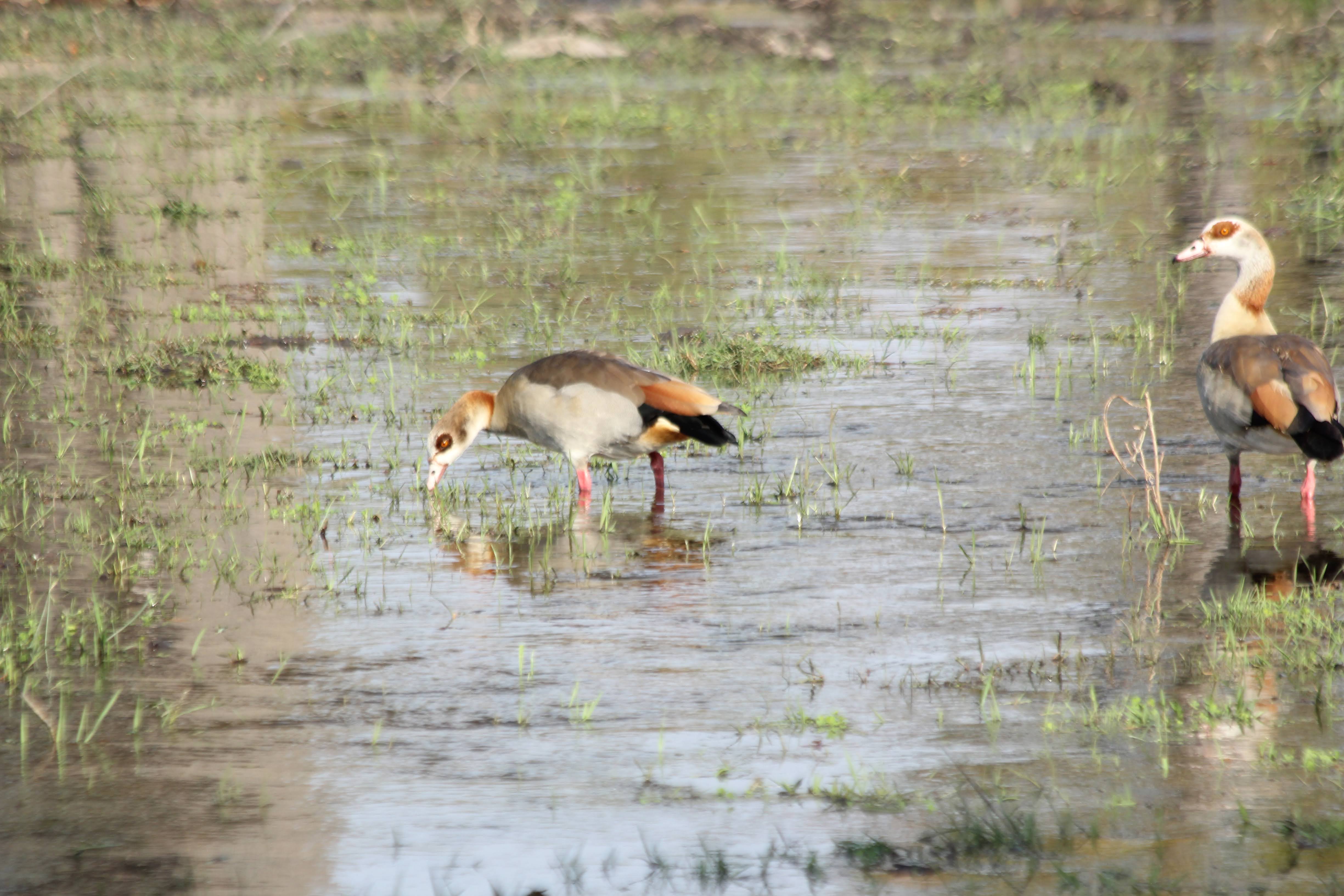 Egypt Geese